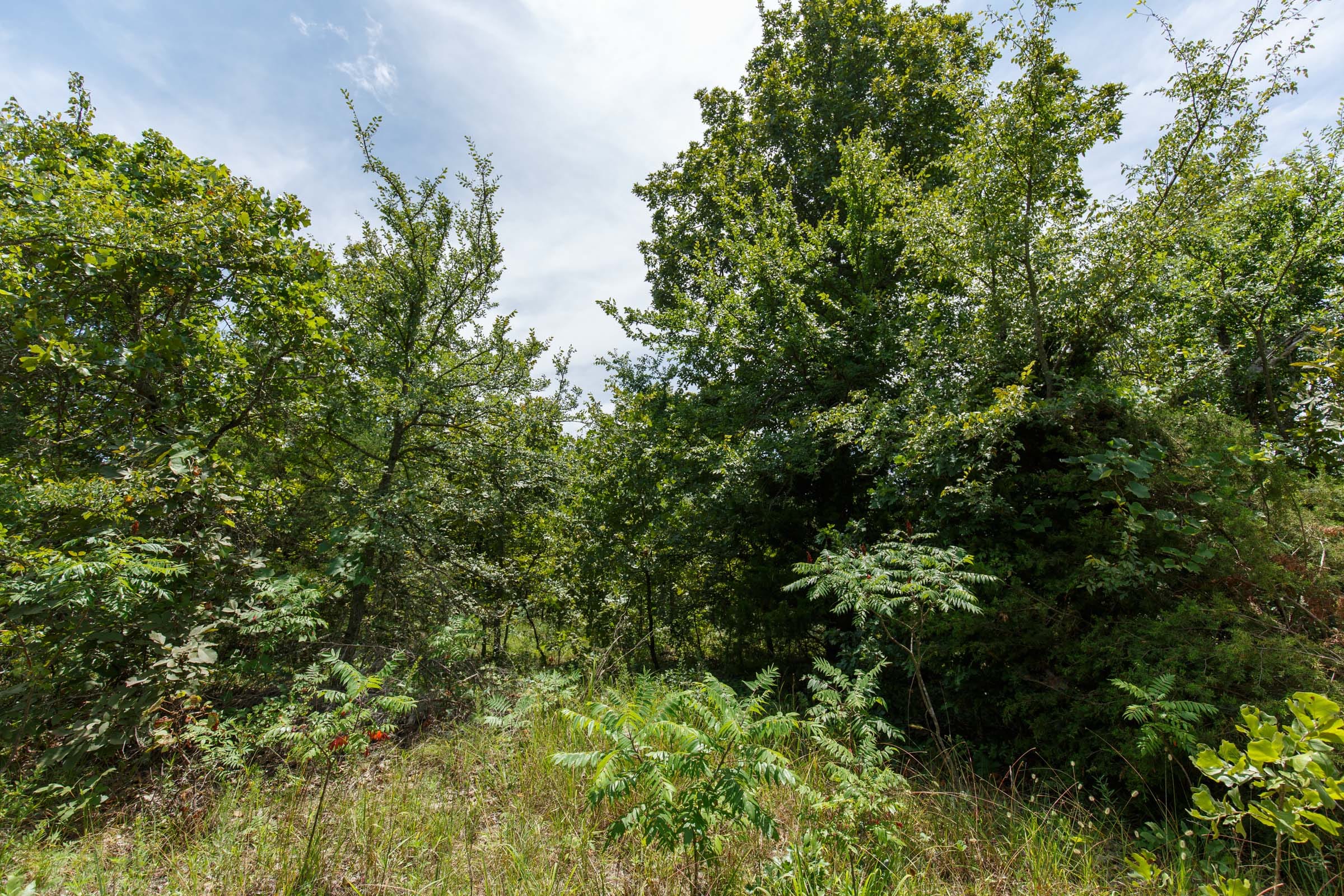 Timber Ridge Tract 18 photo 5