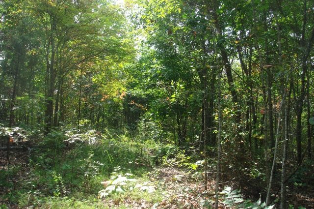 Sugartree Falls Tract 21 photo 2