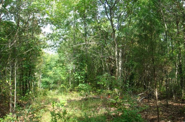 Sugartree Falls Tract 21 photo 3