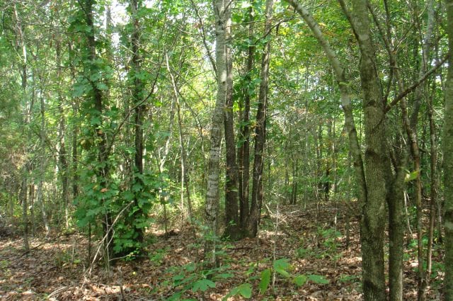 Sugartree Falls Tract 21 photo 4