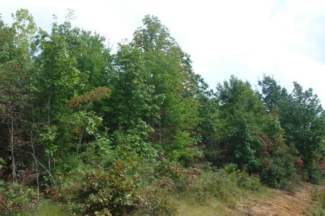 Sugartree Falls Tract 21 photo 5