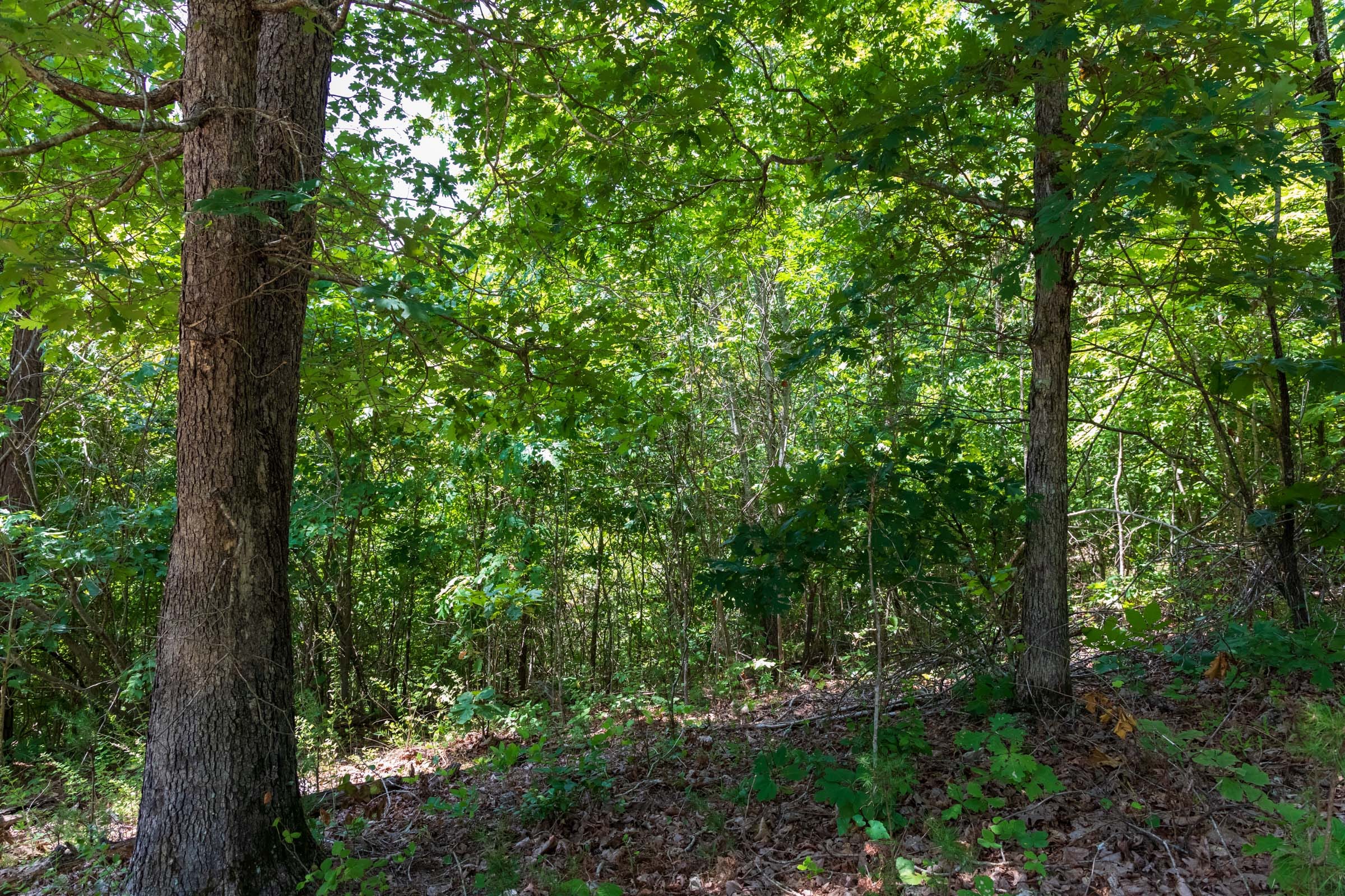 Cypress Ridge Tract 11 photo 2