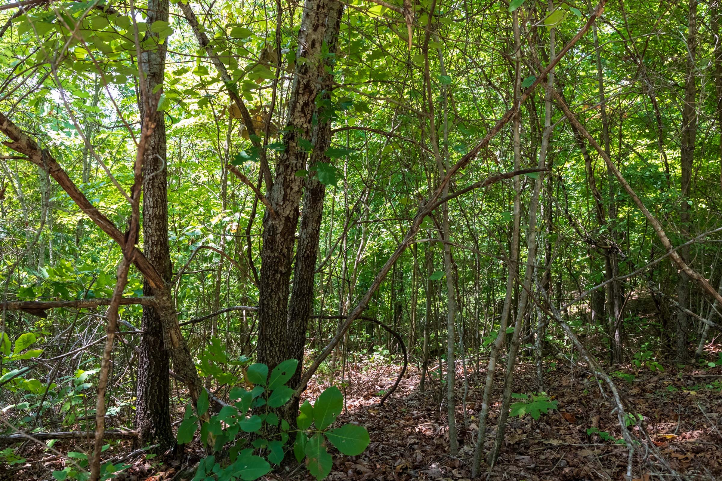 Cypress Ridge Tract 11 photo 4