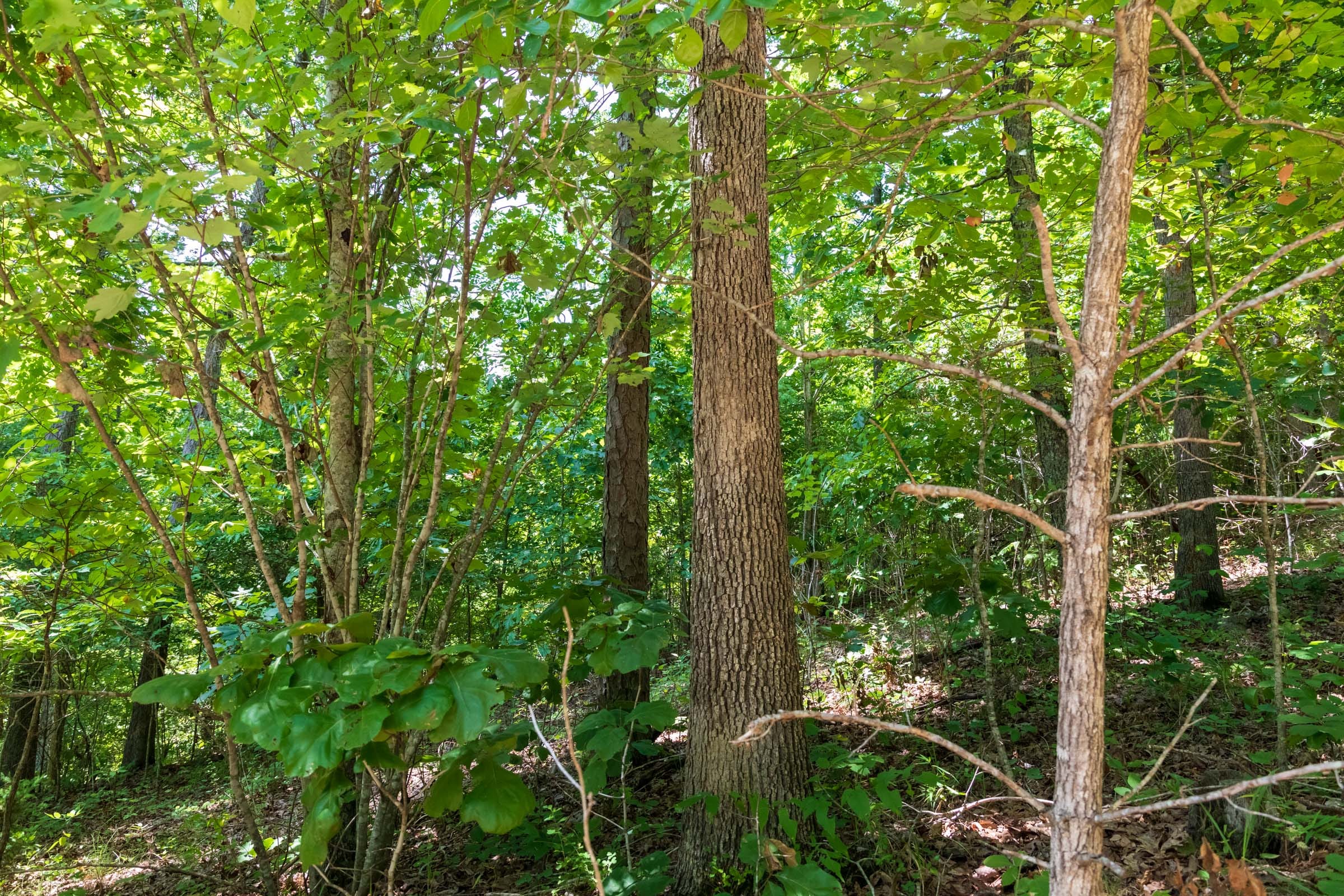 Cypress Ridge Tract 11 photo 6