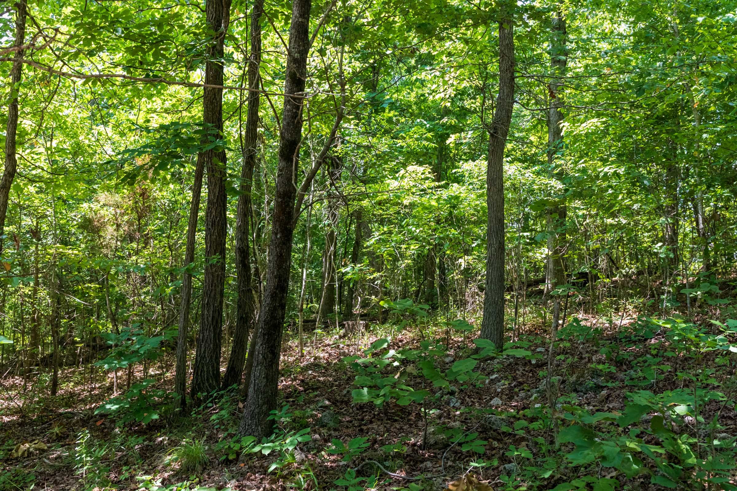 Cypress Ridge Tract 11 photo 8