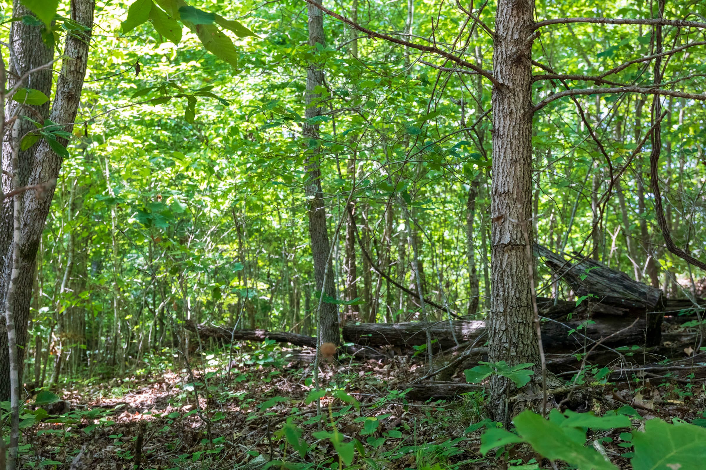 Cypress Ridge Tract 11 photo 10