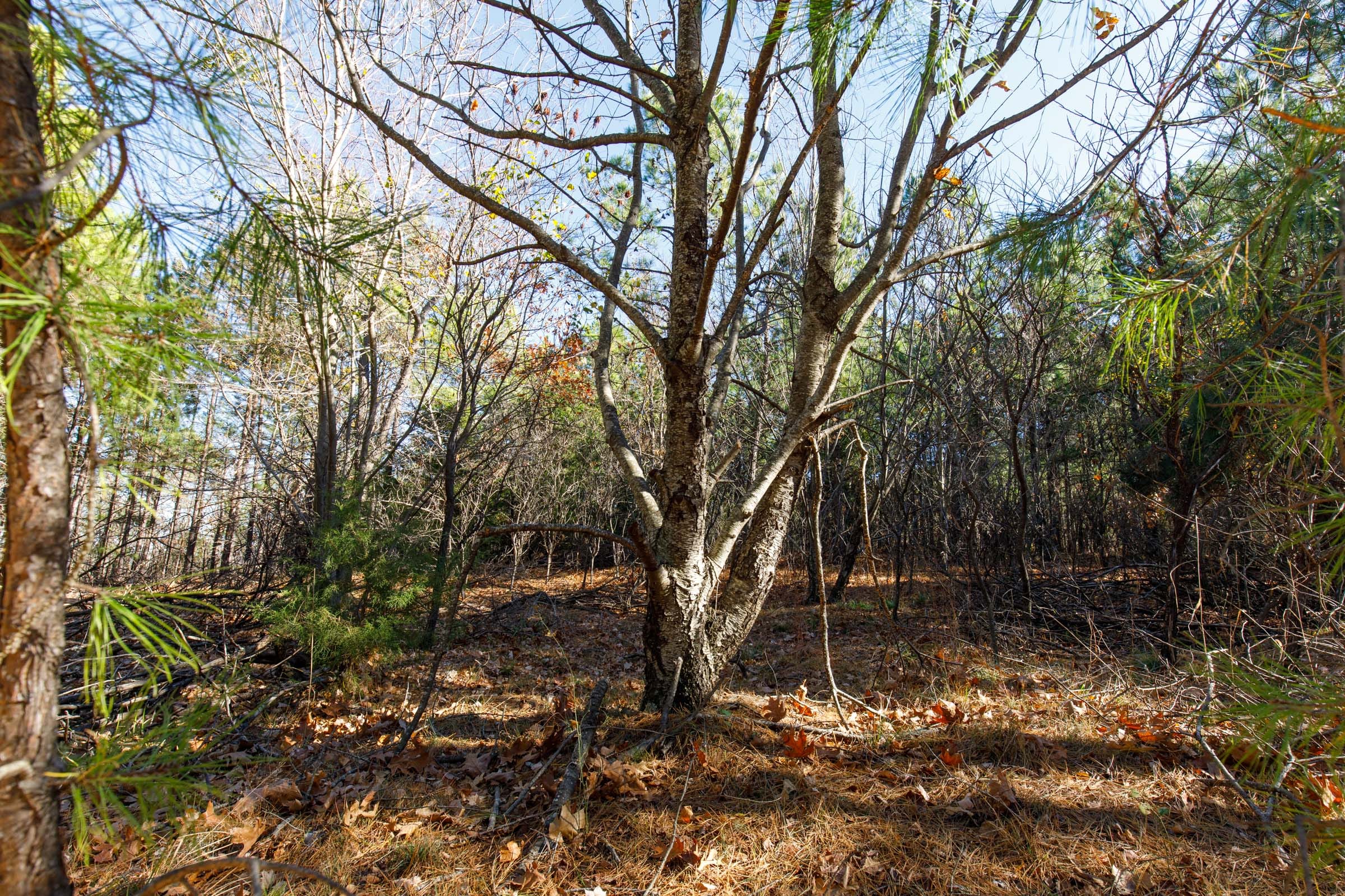 Stone Bridge Phase II Tract 129 photo 12