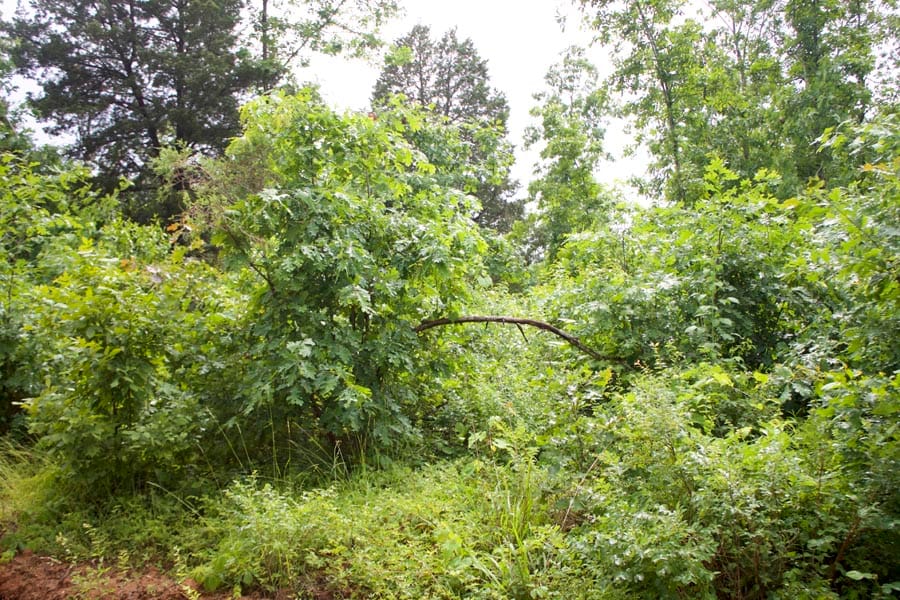 Thunder Mountain Ranch Tract 48 photo 4