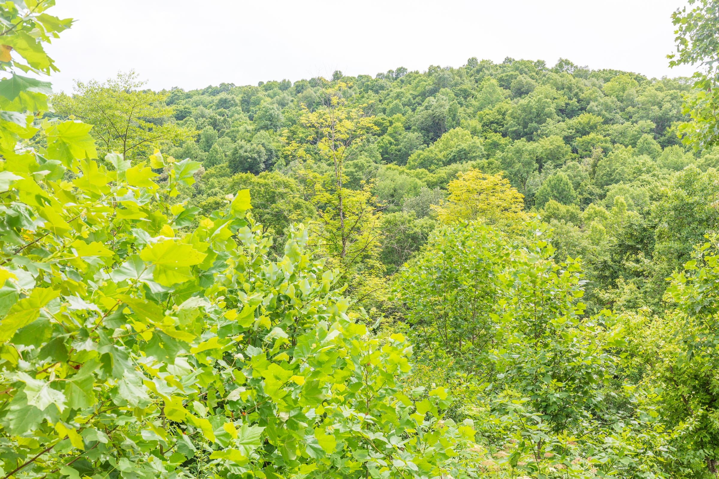 River’s Edge Tract 8 photo 3