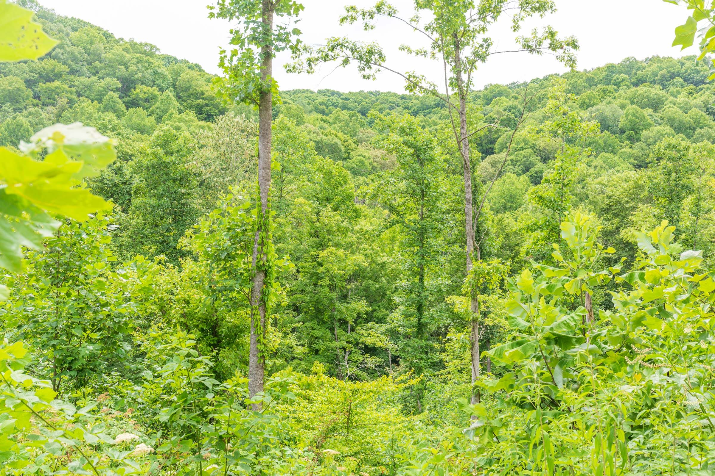 River’s Edge Tract 8 photo 5