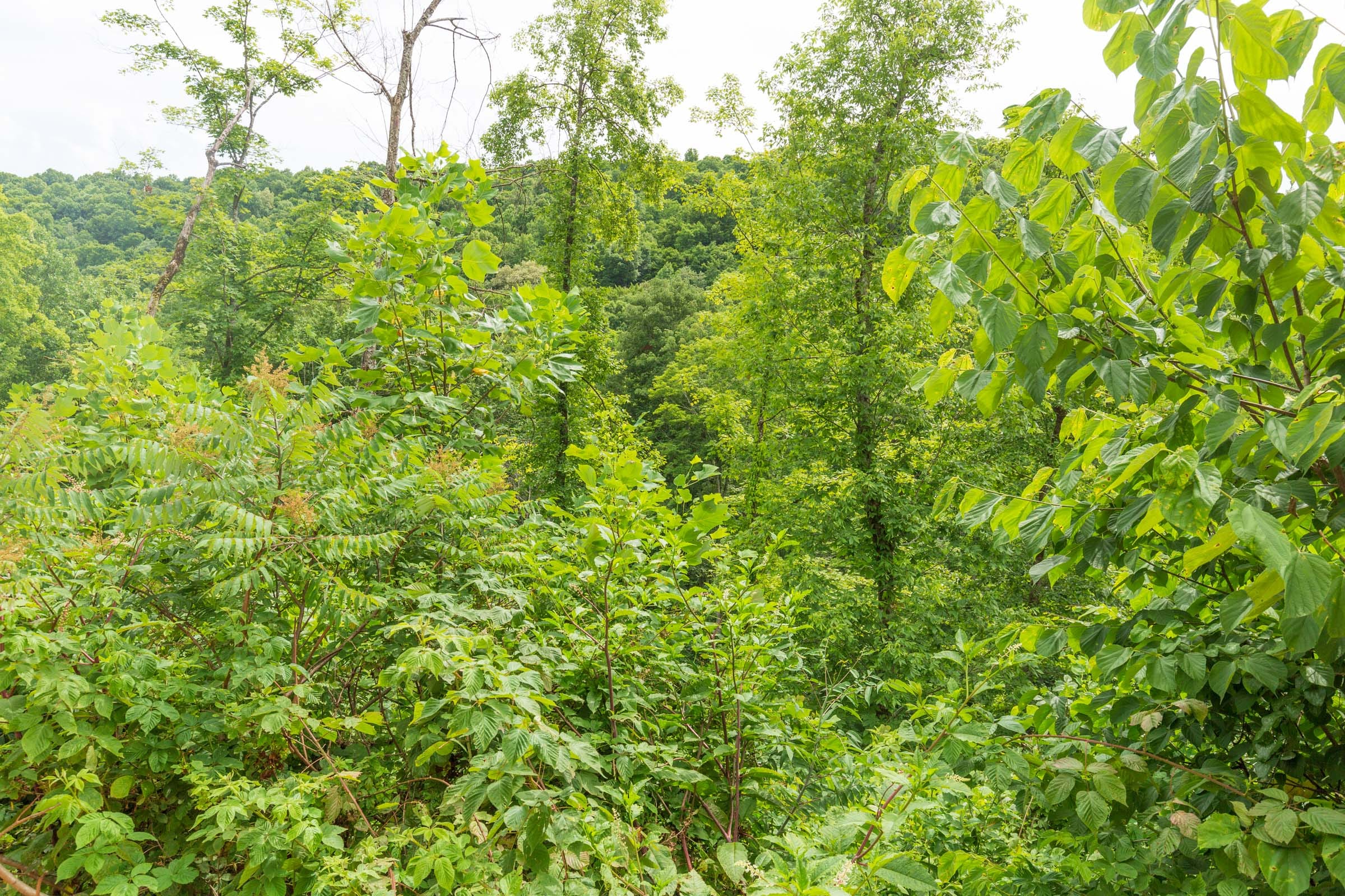 River’s Edge Tract 8 photo 6