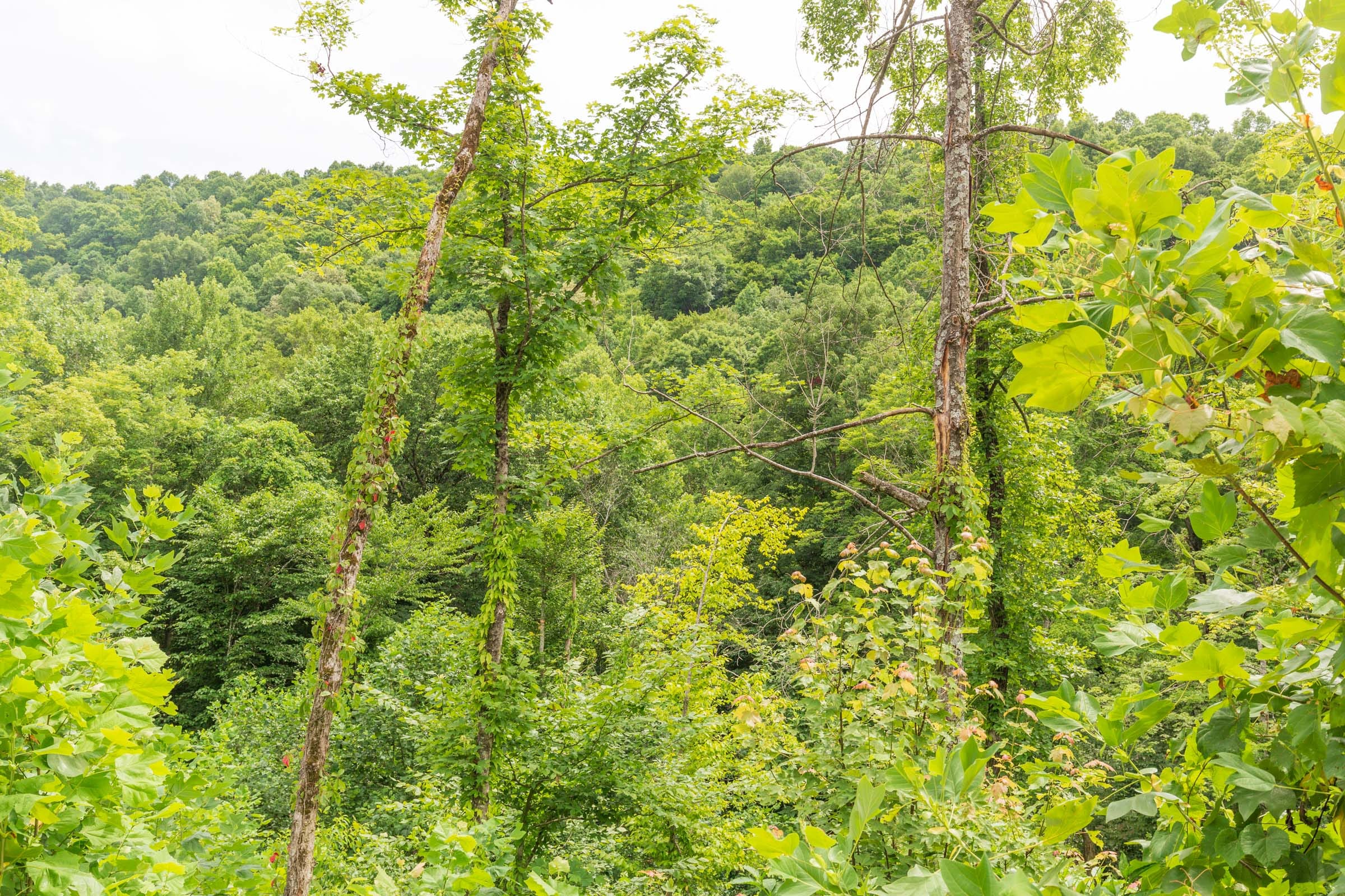 River’s Edge Tract 8 photo 7