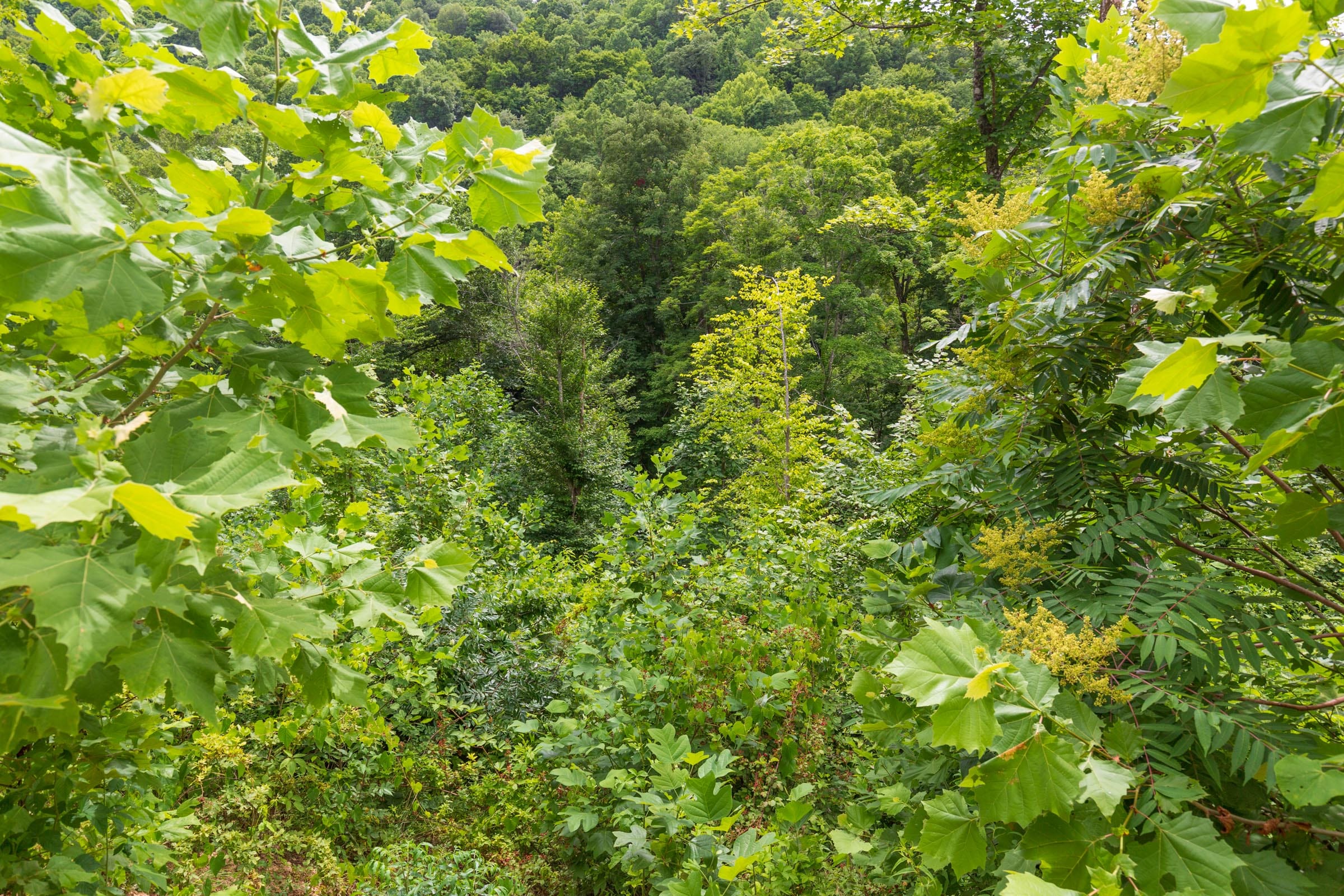 River’s Edge Tract 8 photo 9