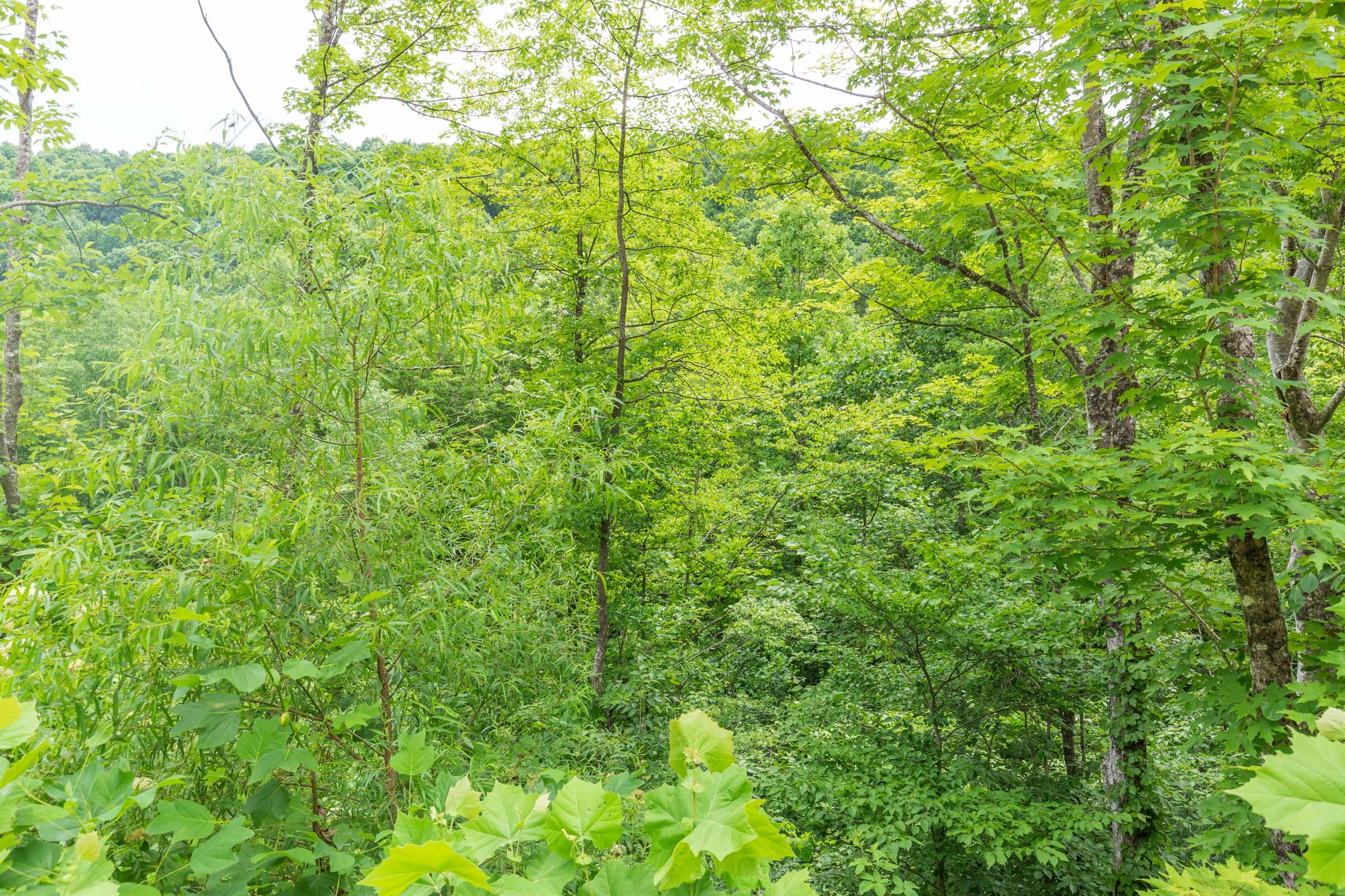 River’s Edge Tract 8 photo 10