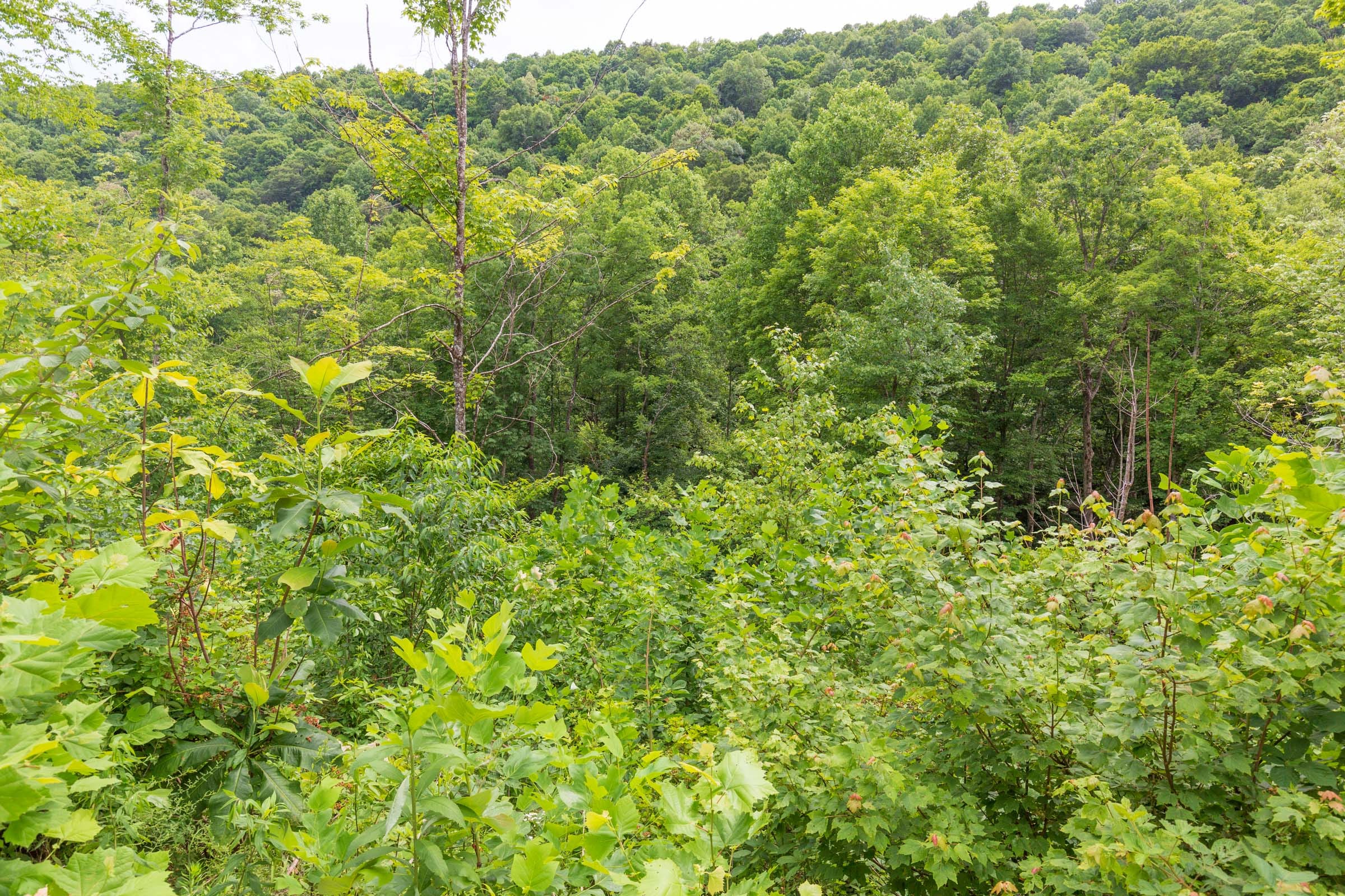 River’s Edge Tract 8 photo 12