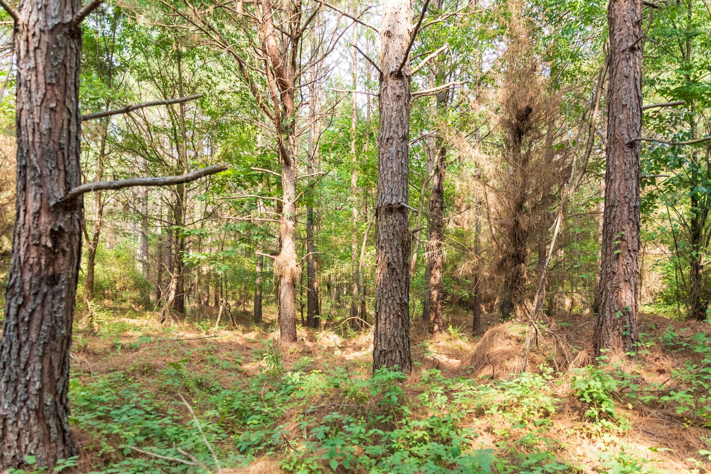 Whiskey Ridge Tract 55 photo 6