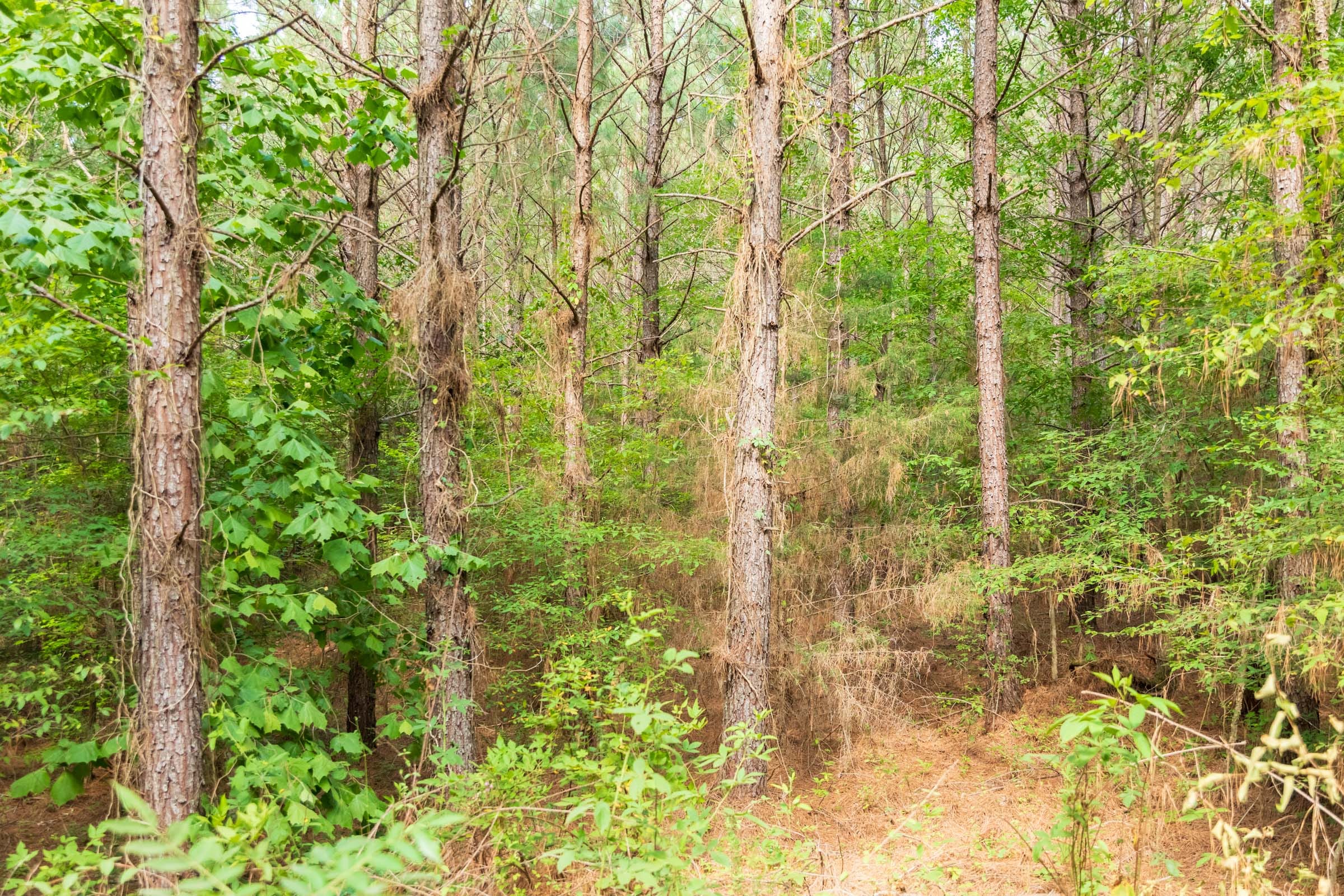Whiskey Ridge Tract 55 photo 7