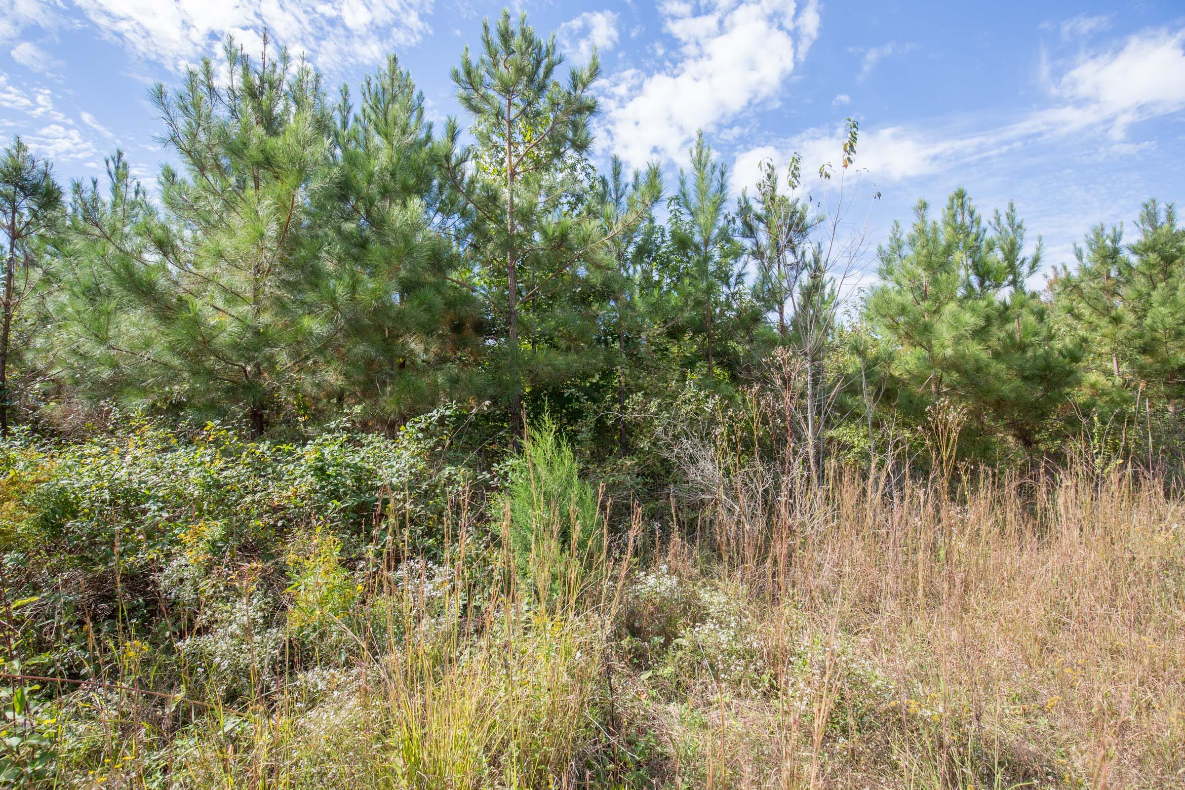Brentwood Tract 8 photo 2