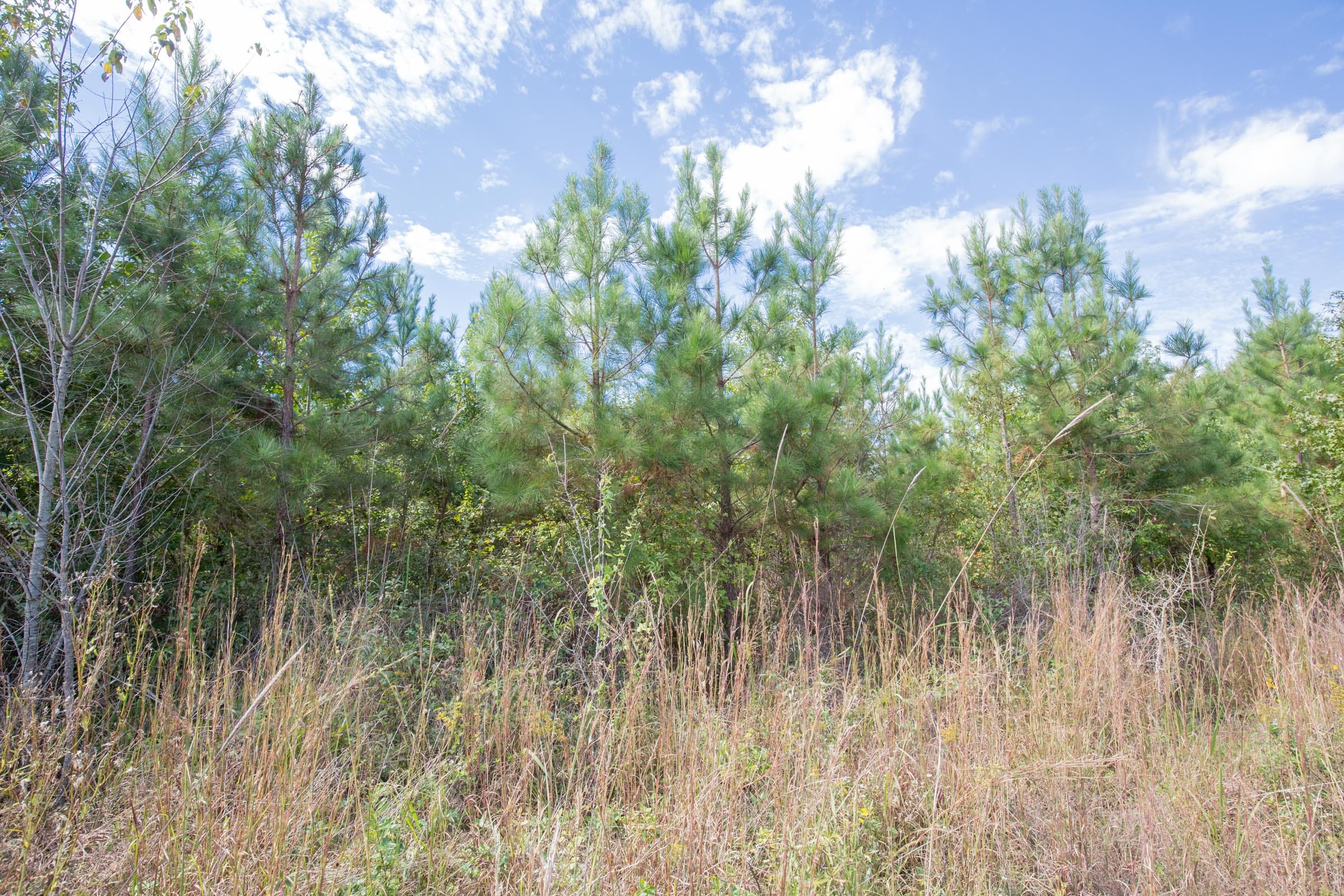 Brentwood Tract 8 photo 3