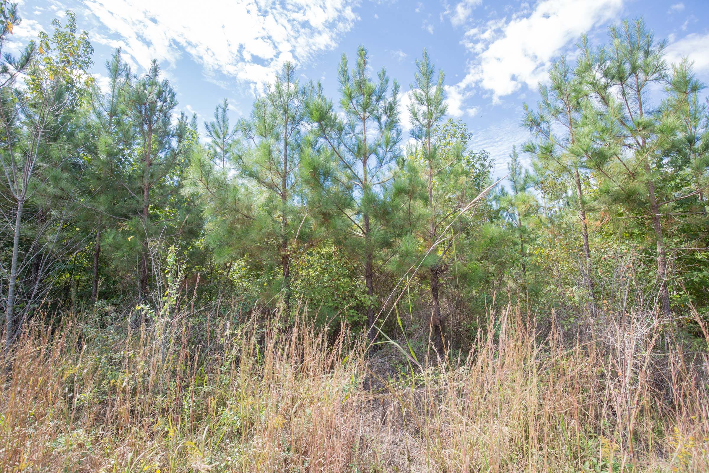 Brentwood Tract 8 photo 4