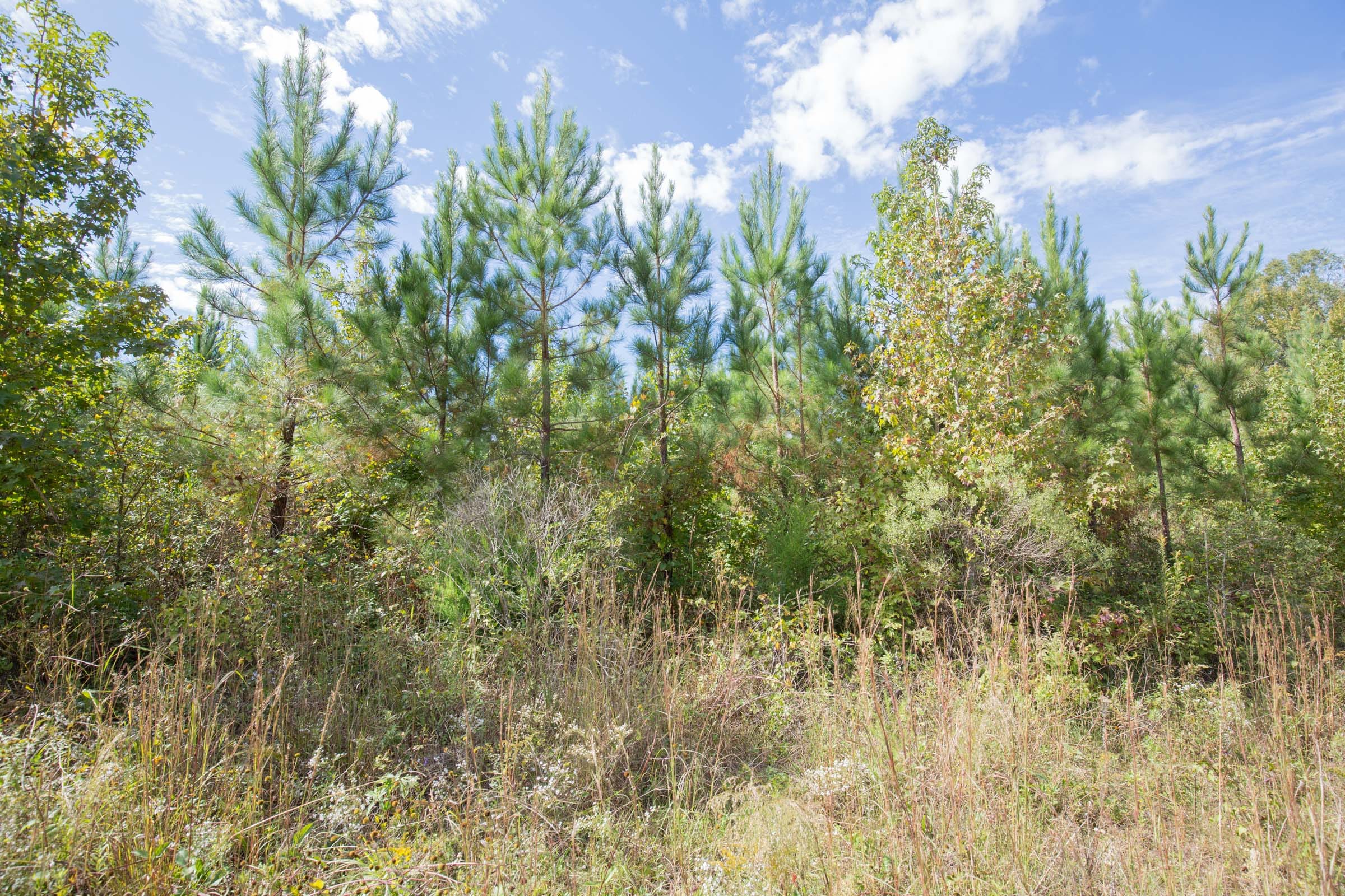 Brentwood Tract 8 photo 7