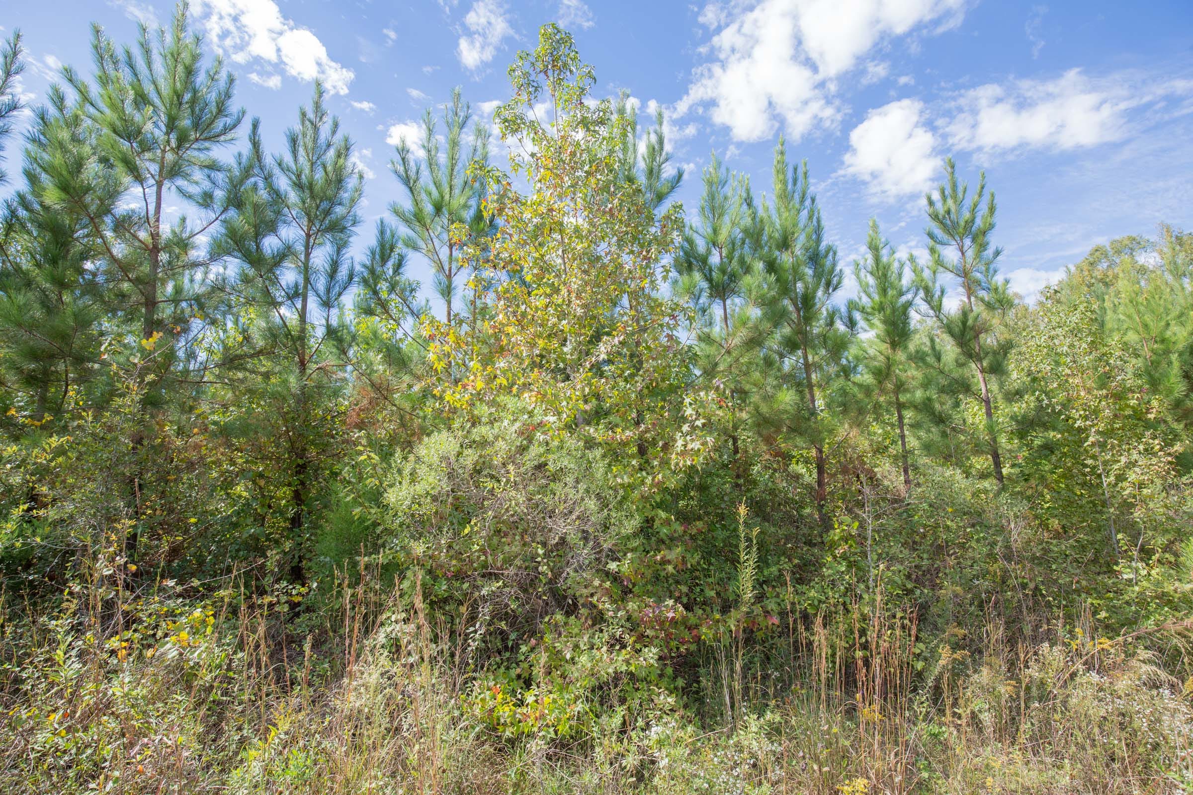 Brentwood Tract 8 photo 8
