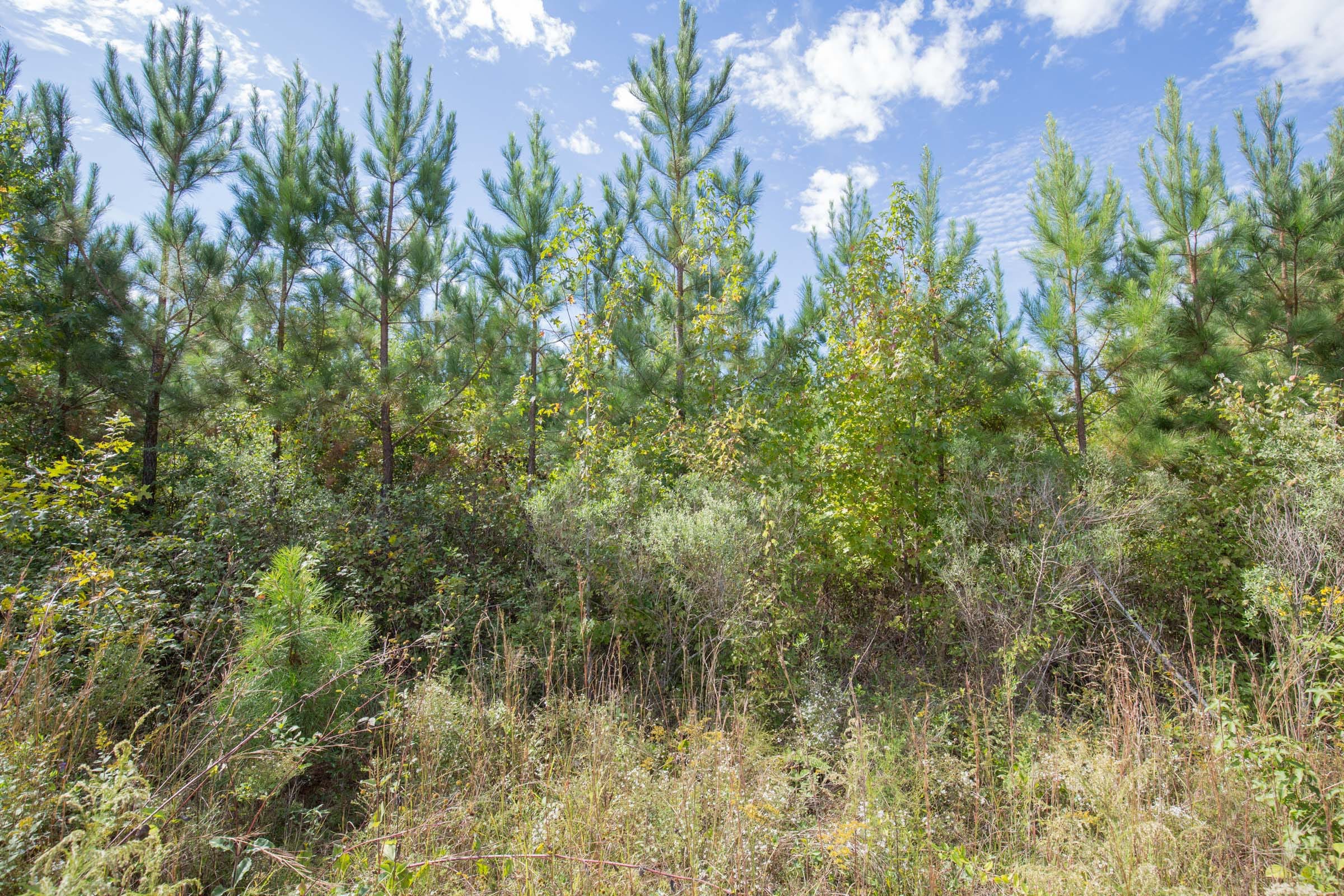 Brentwood Tract 8 photo 9