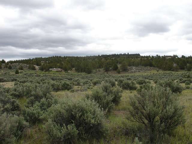 California Pines Tract 75 photo 4