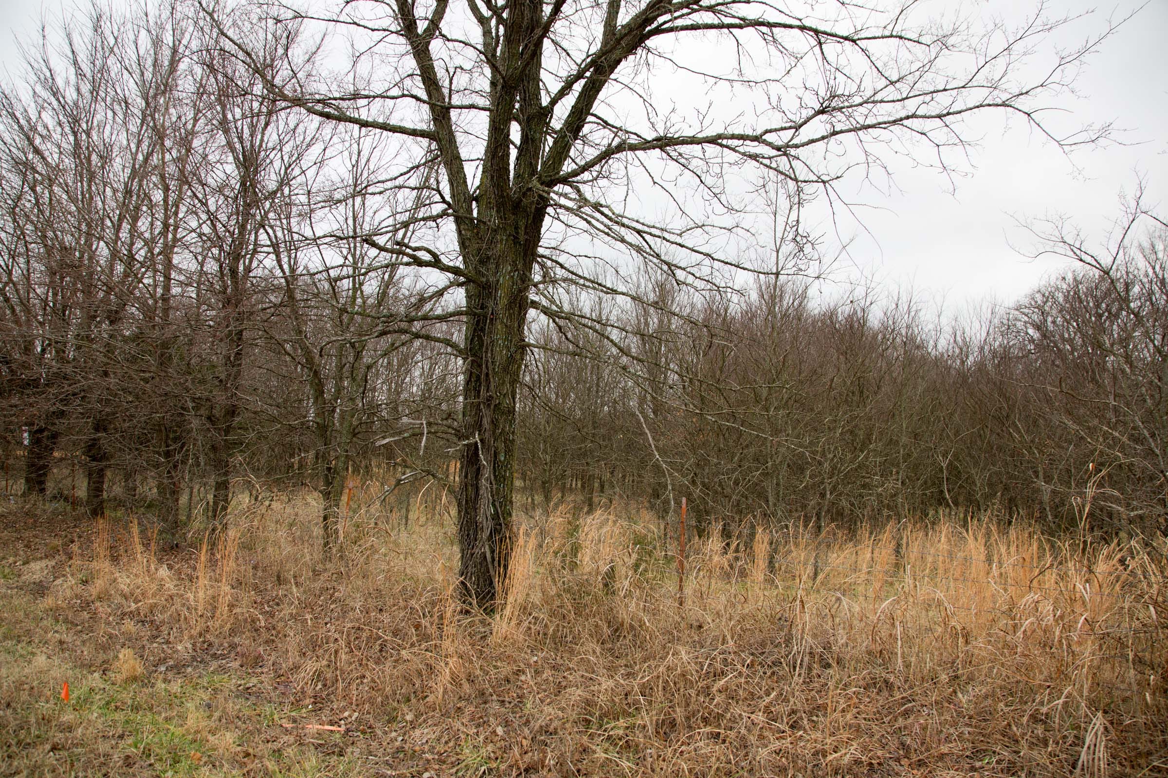 Canadian Plains Tract 5 photo 7