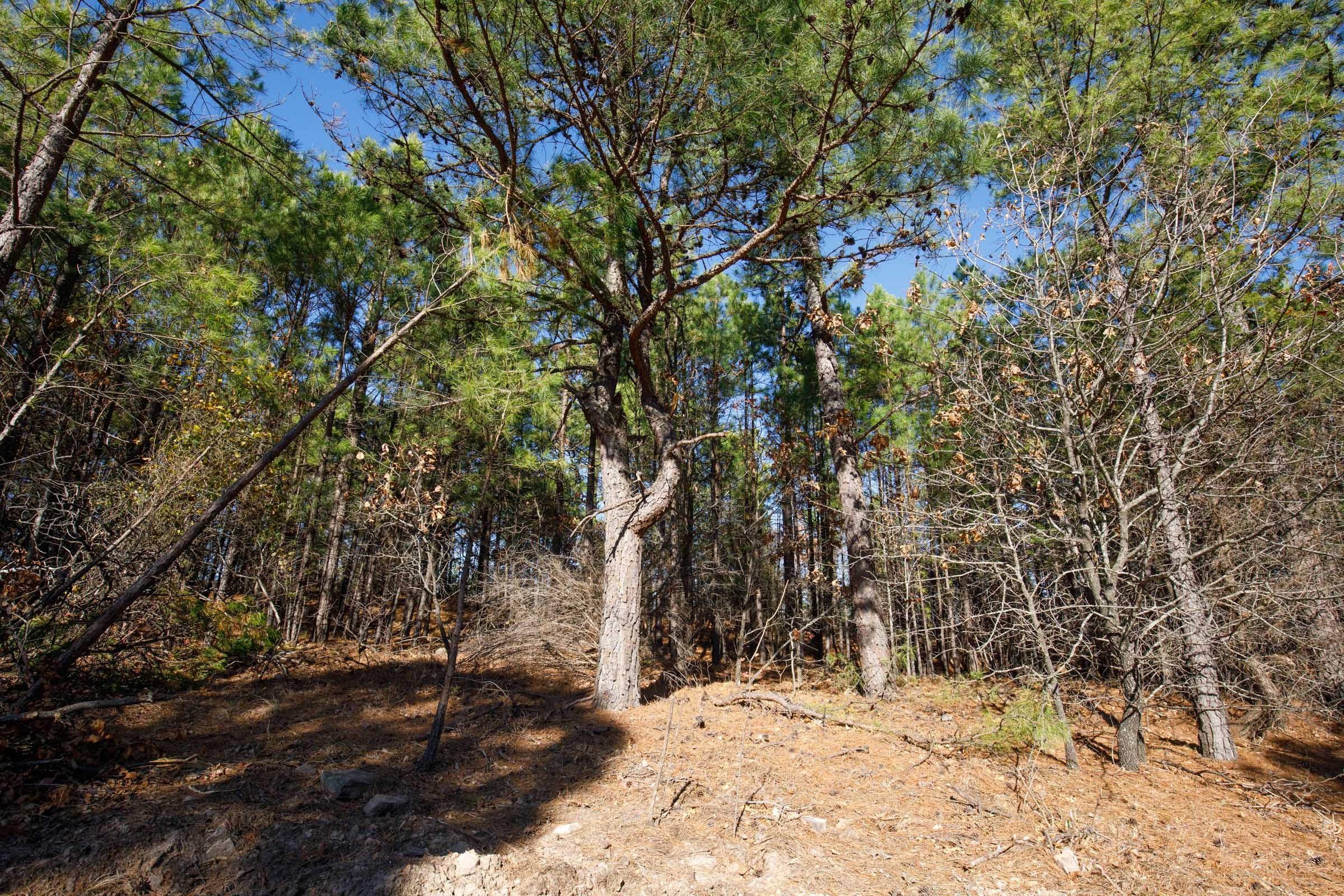 Stone Bridge Phase II Tract 95 photo 16