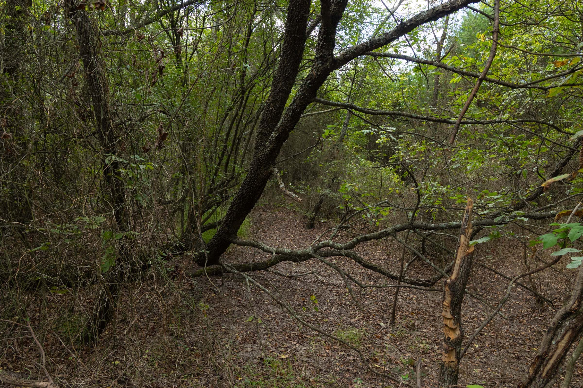 Reserves At Cattail Cove Phase II Tract 78 photo 25
