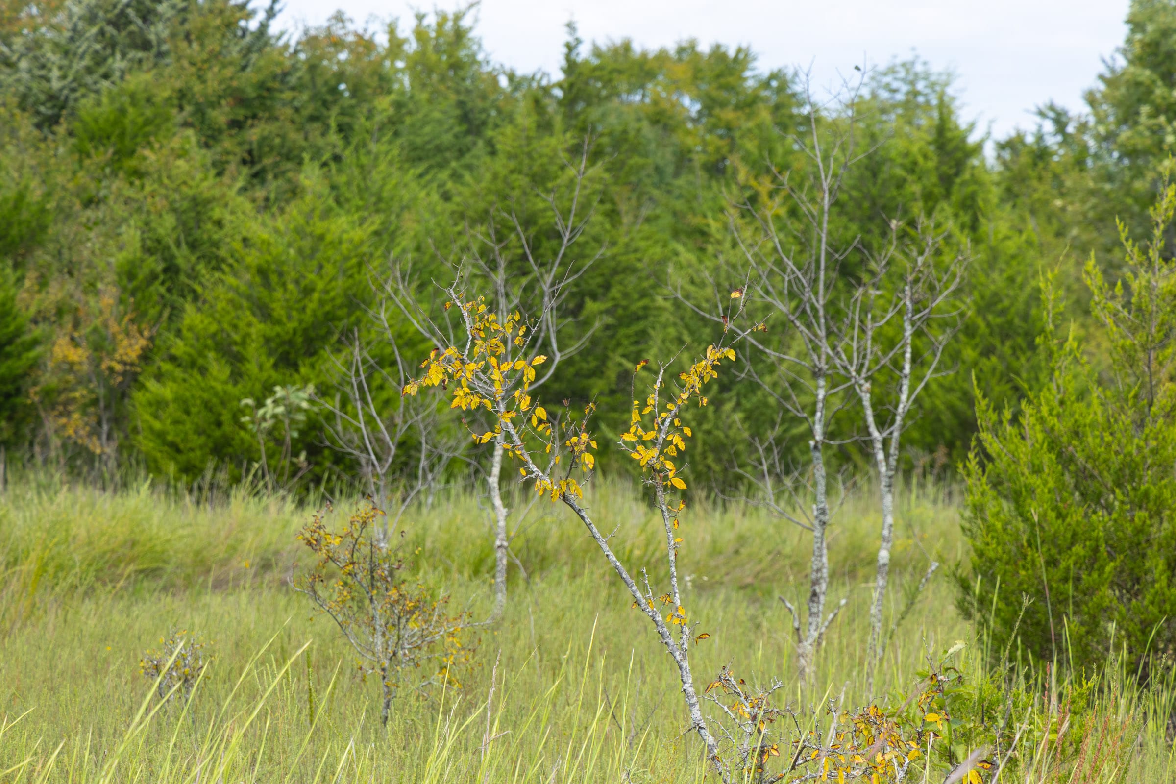 Reserves At Cattail Cove Phase II Tract 78 photo 5