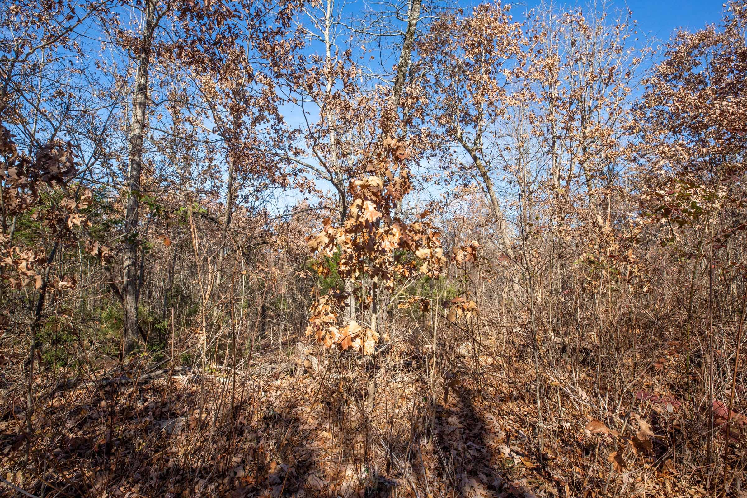 Dutchman Hollow Tract 5 photo 7