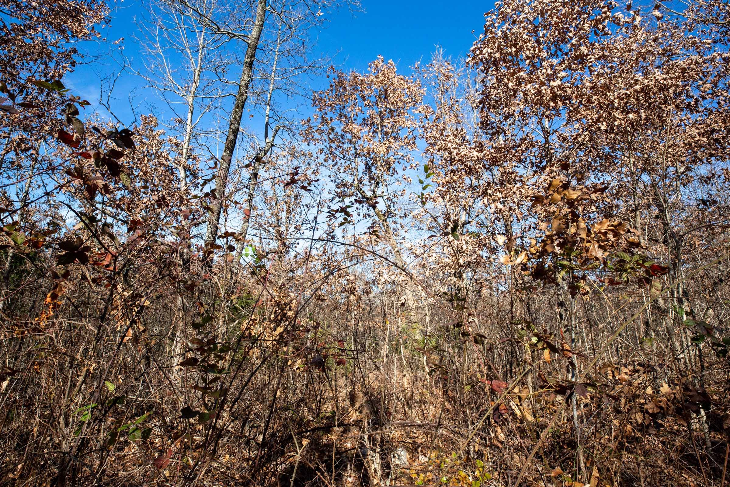 Dutchman Hollow Tract 5 photo 8