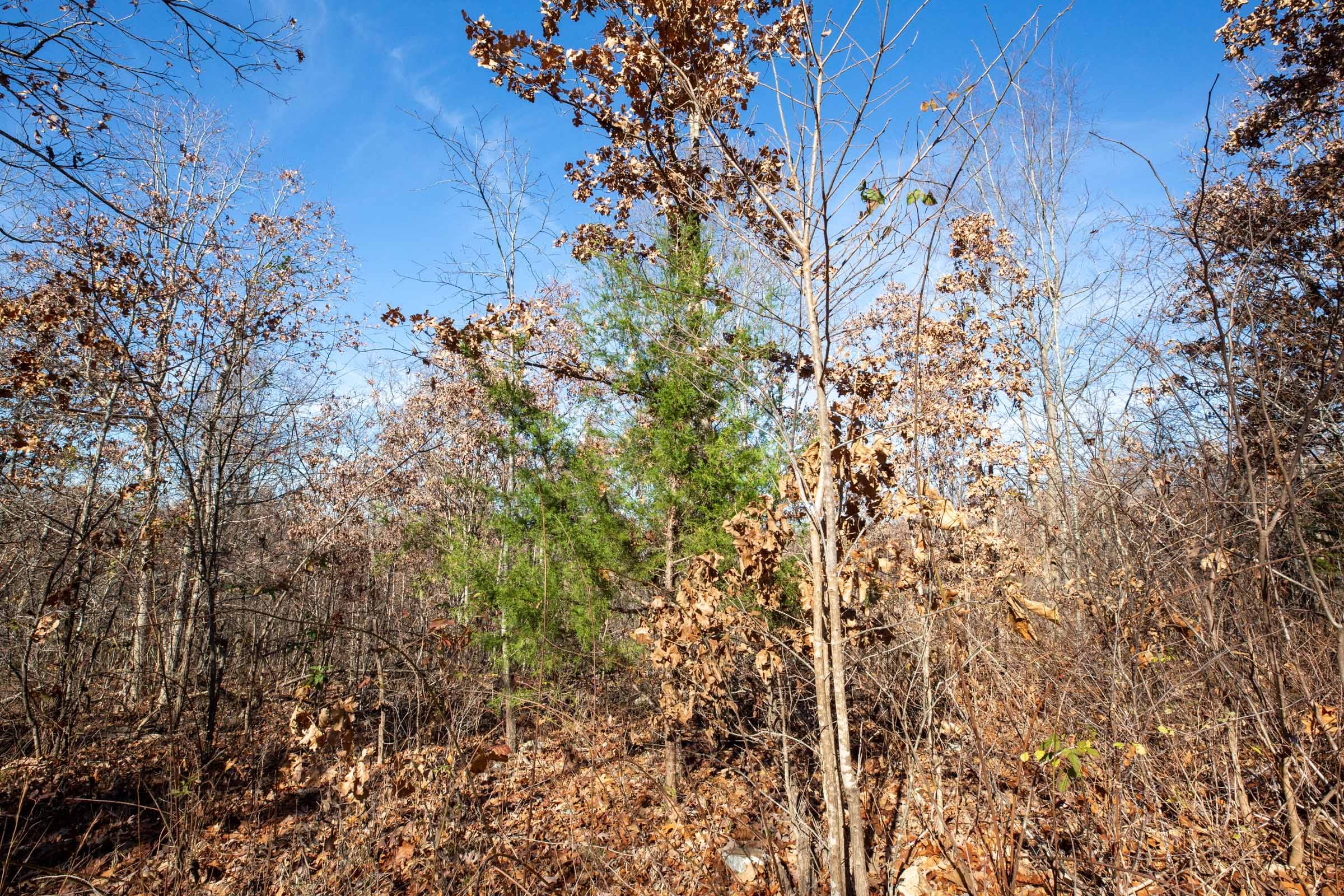 Dutchman Hollow Tract 5 photo 12