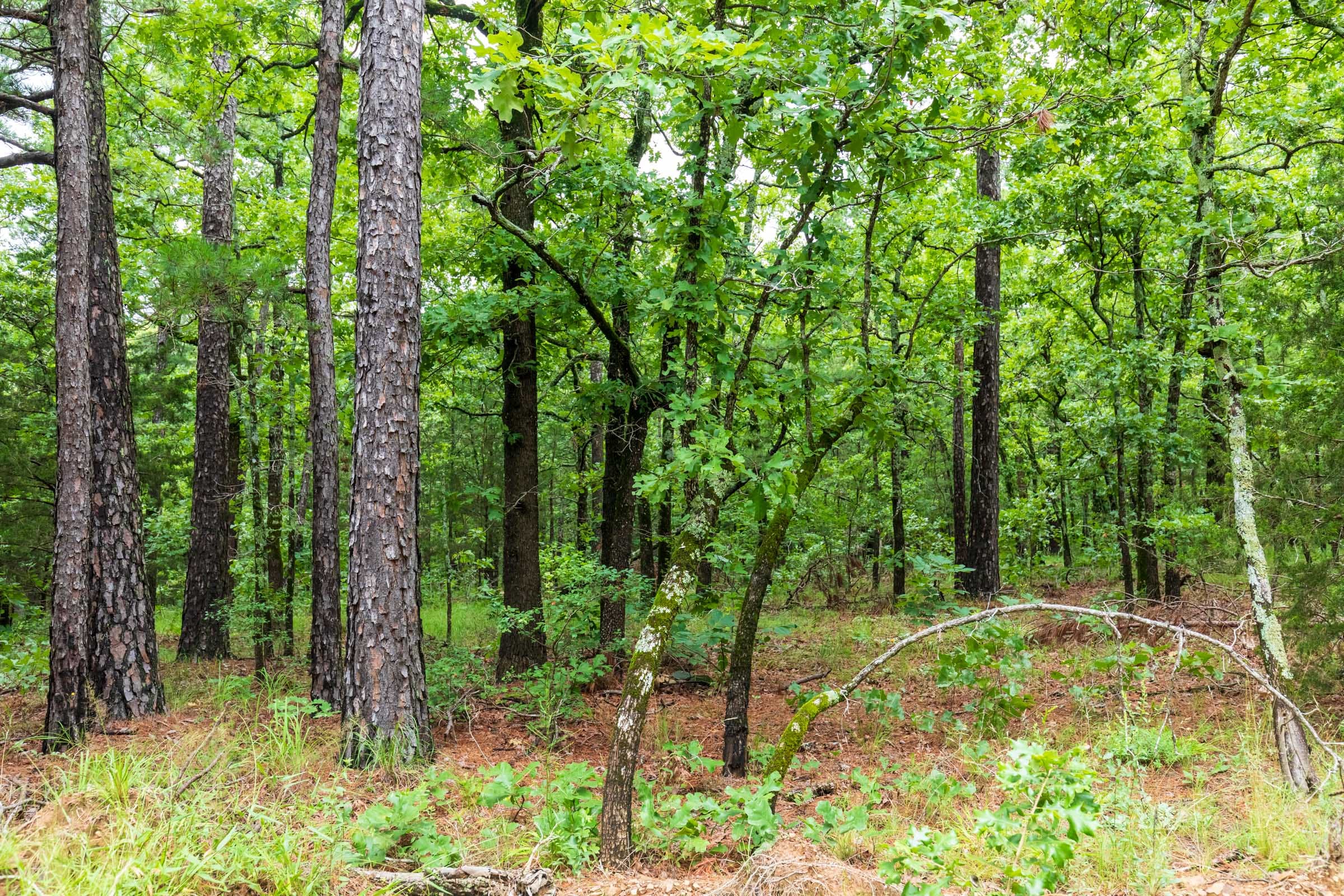 Stone Bridge Phase VI Tract 444 photo 4
