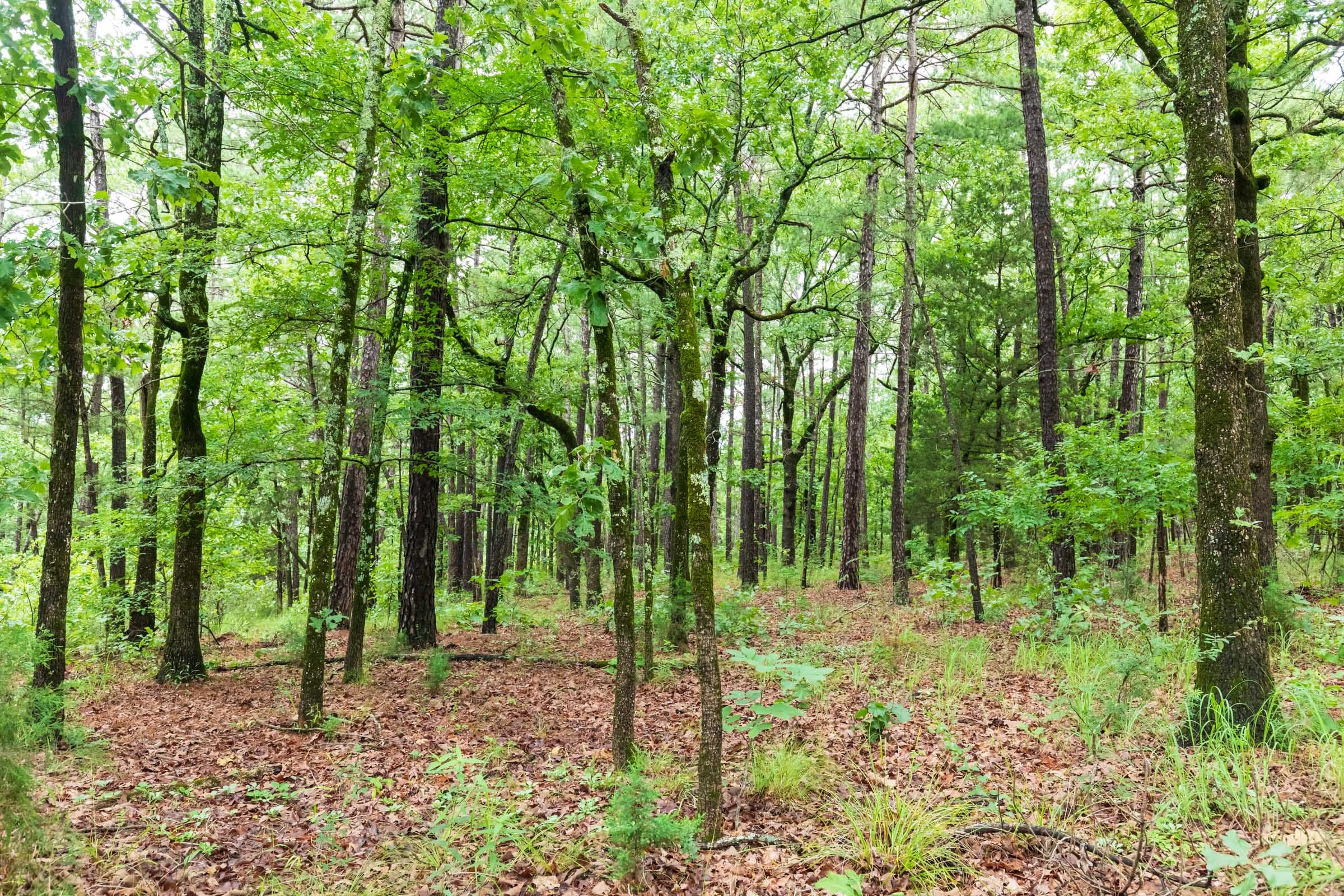 Stone Bridge Phase VI Tract 444 photo 6