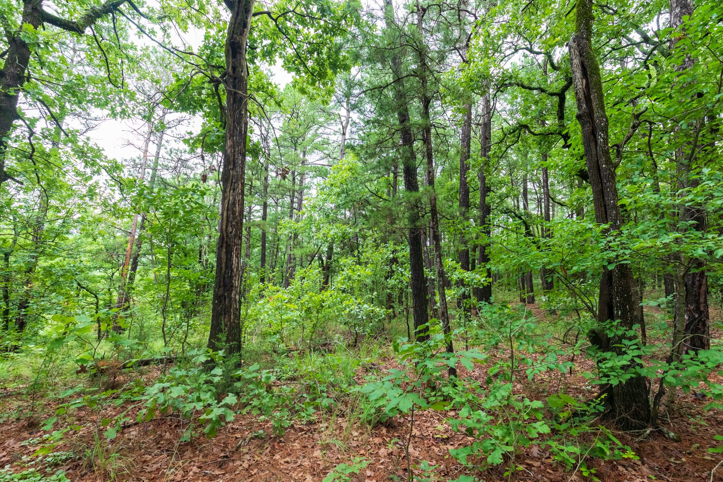 Stone Bridge Phase VI Tract 444 photo 10
