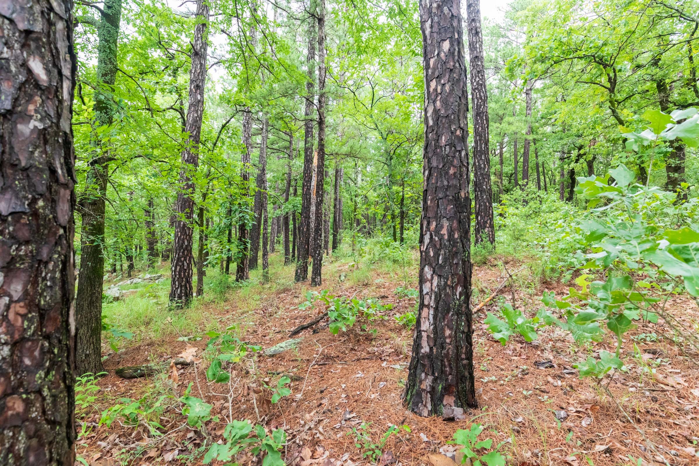 Stone Bridge Phase VI Tract 444 photo 16