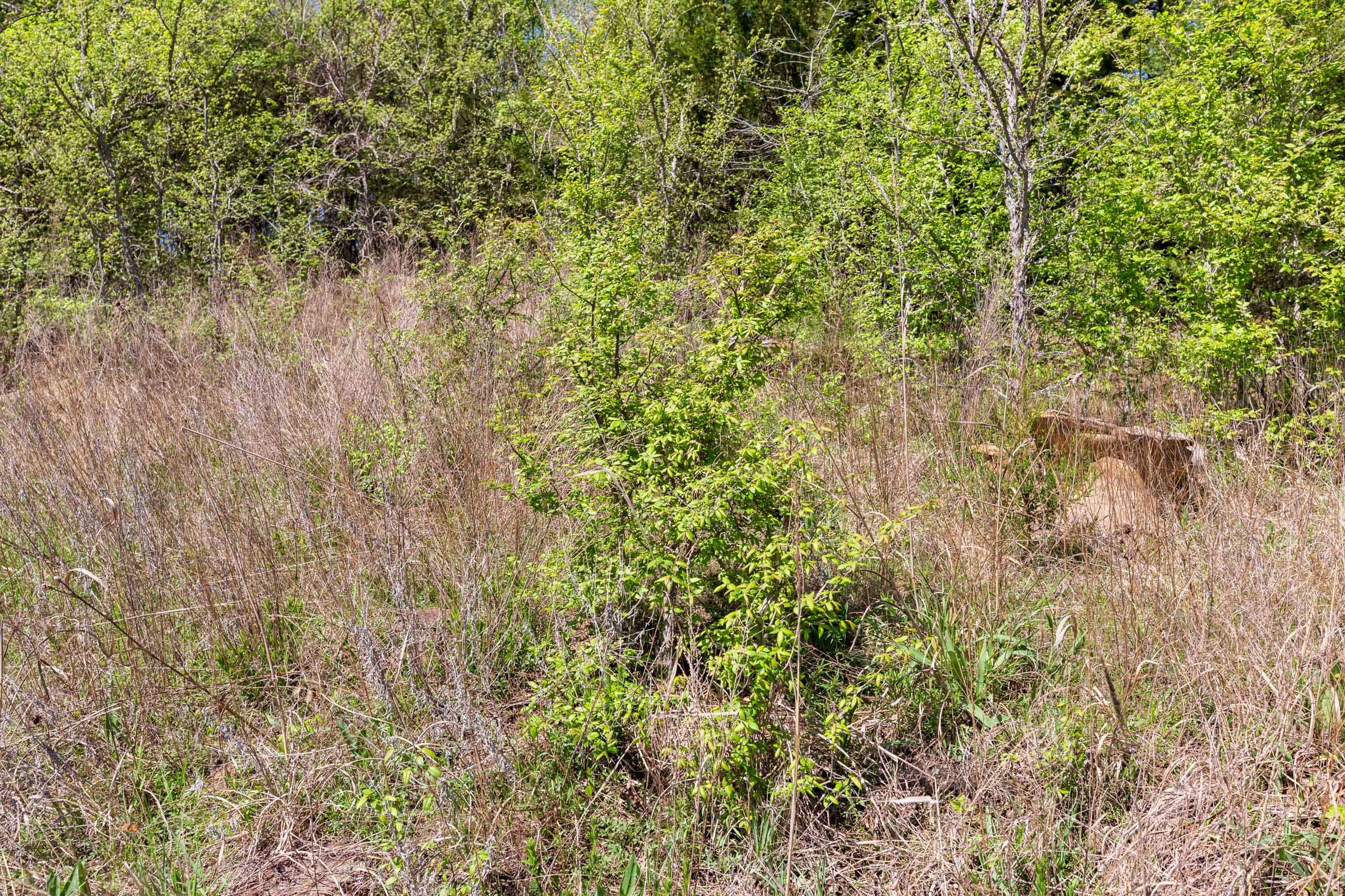 Prairie Grove Tract 14 photo 6