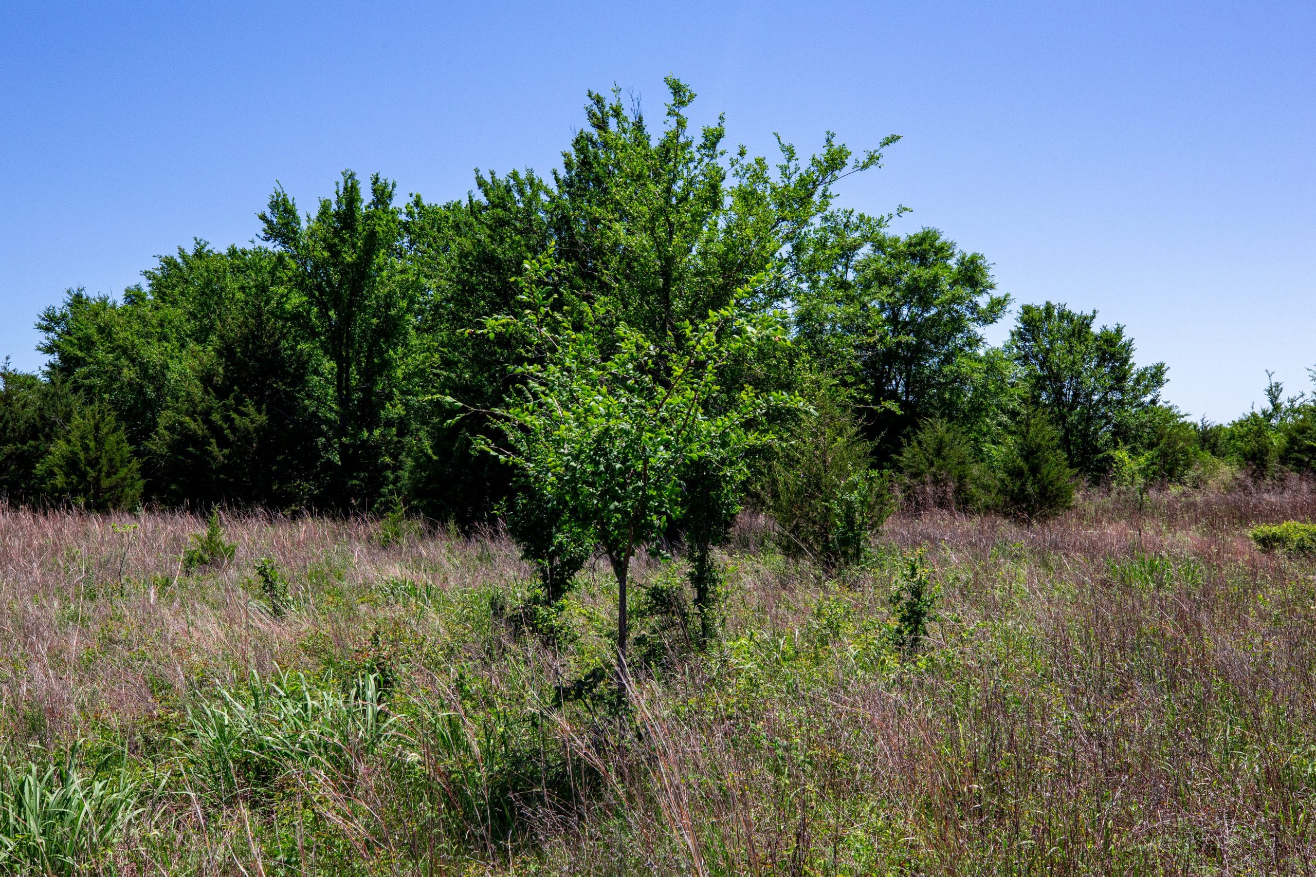 Prairie Grove Tract 14 photo 10