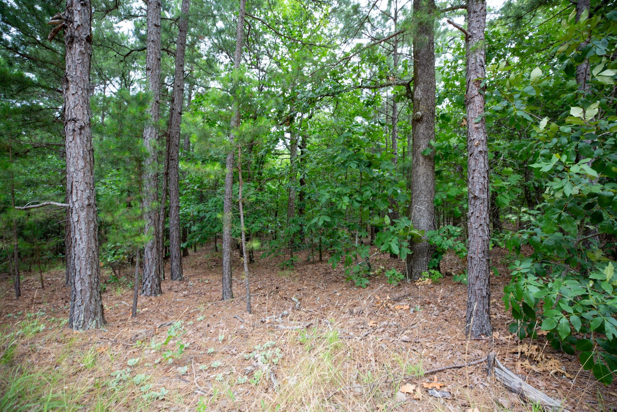 Eagle’s Nest Tract 84 photo 3