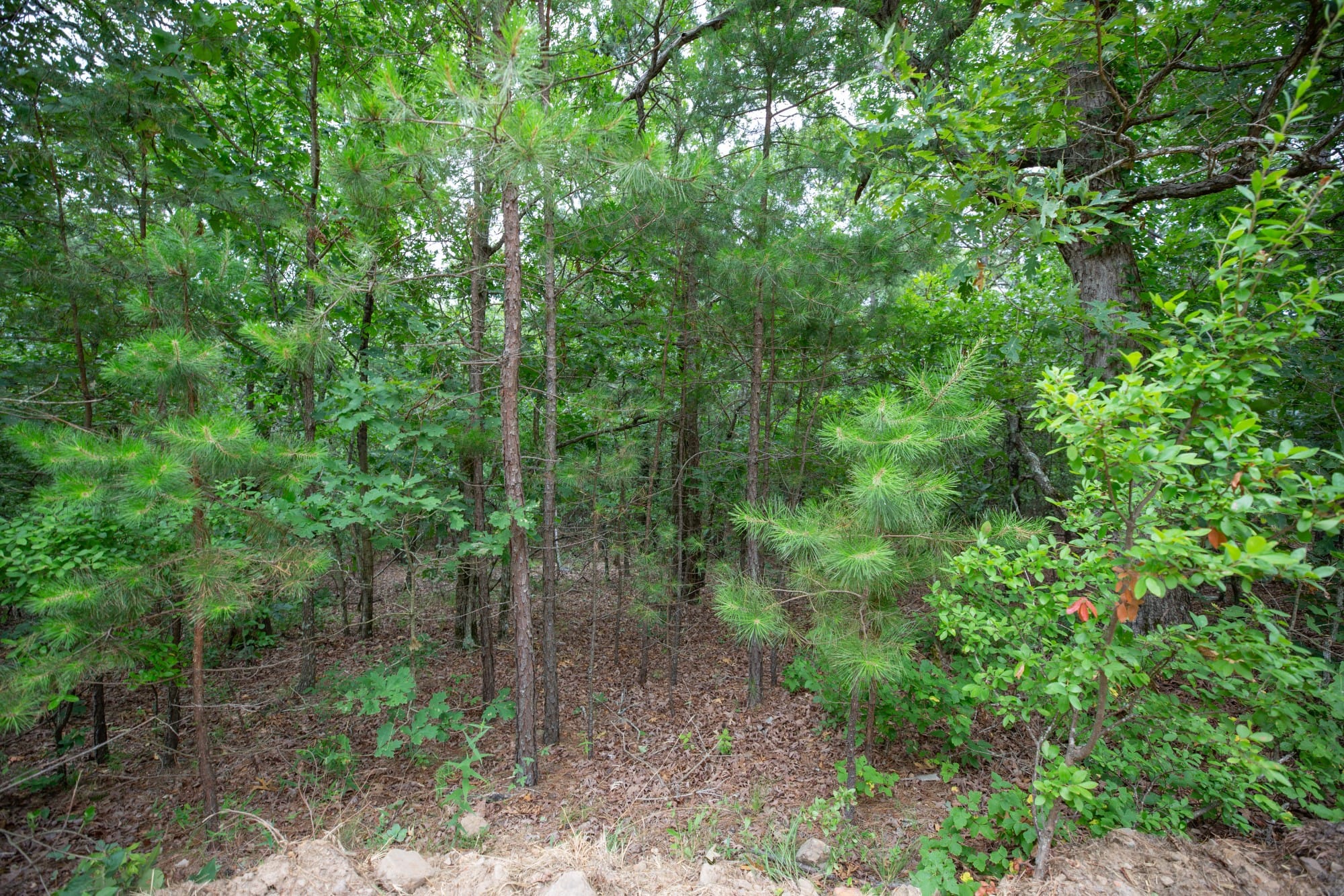 Eagle’s Nest Tract 84 photo 4