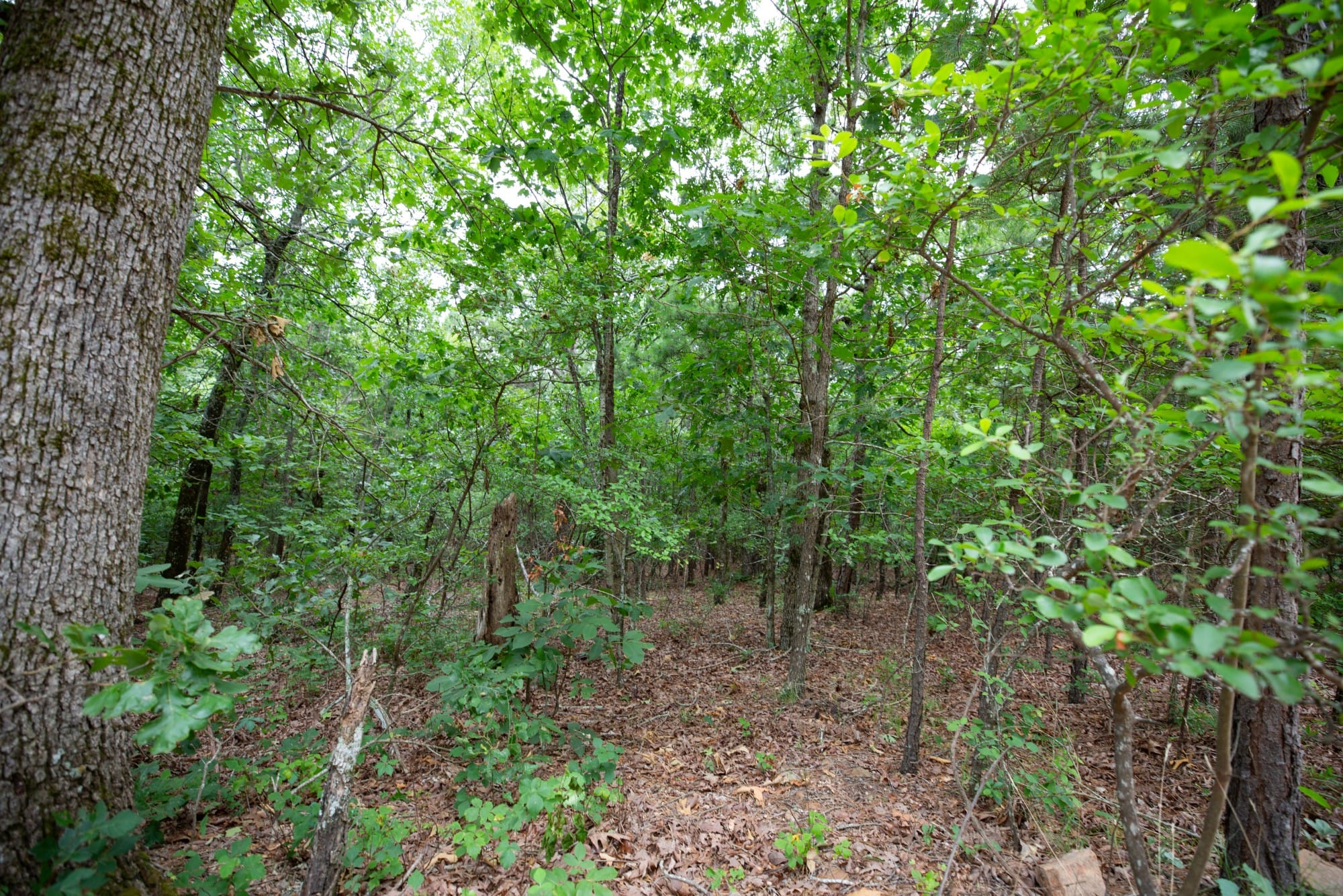 Eagle’s Nest Tract 84 photo 5