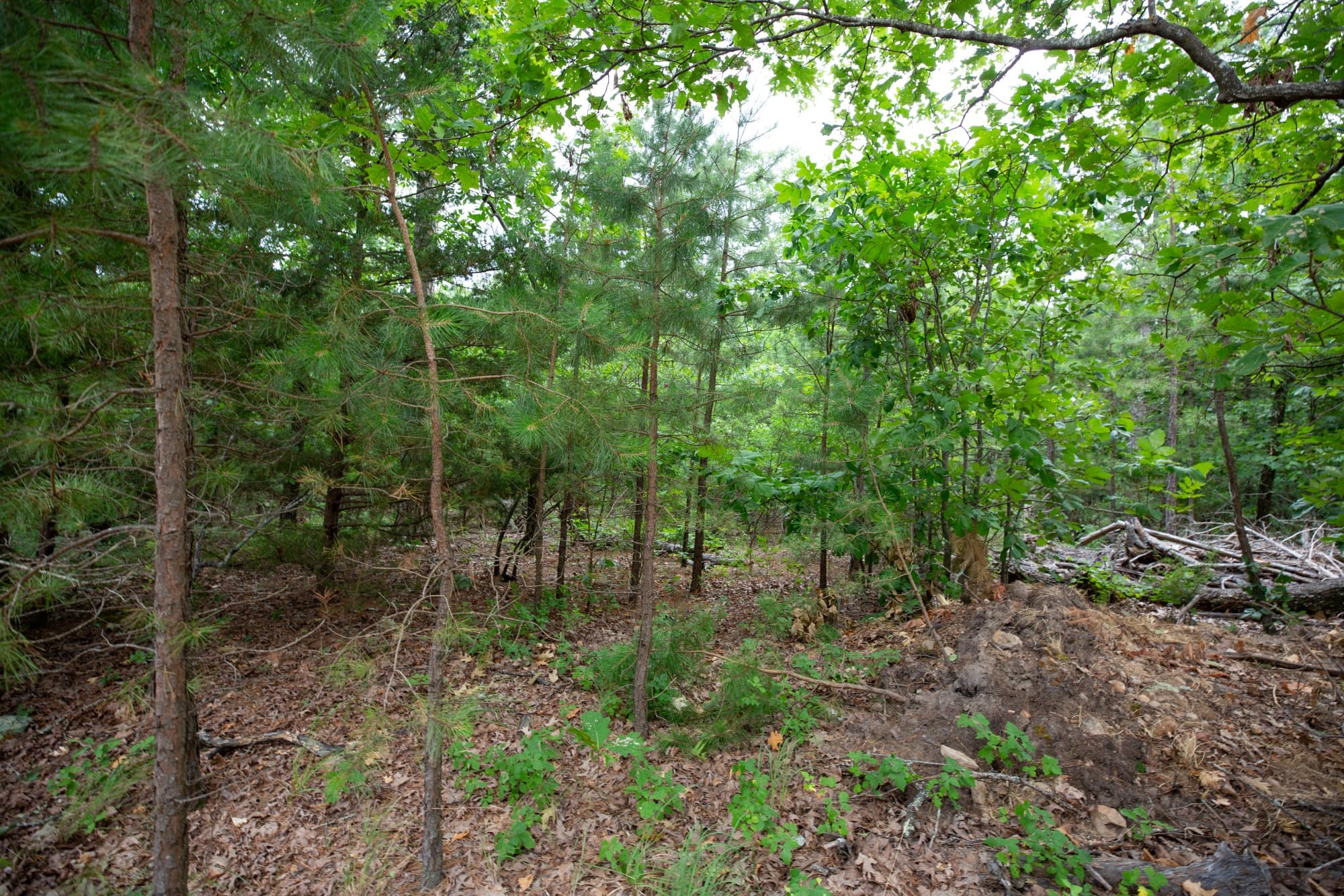 Eagle’s Nest Tract 84 photo 7