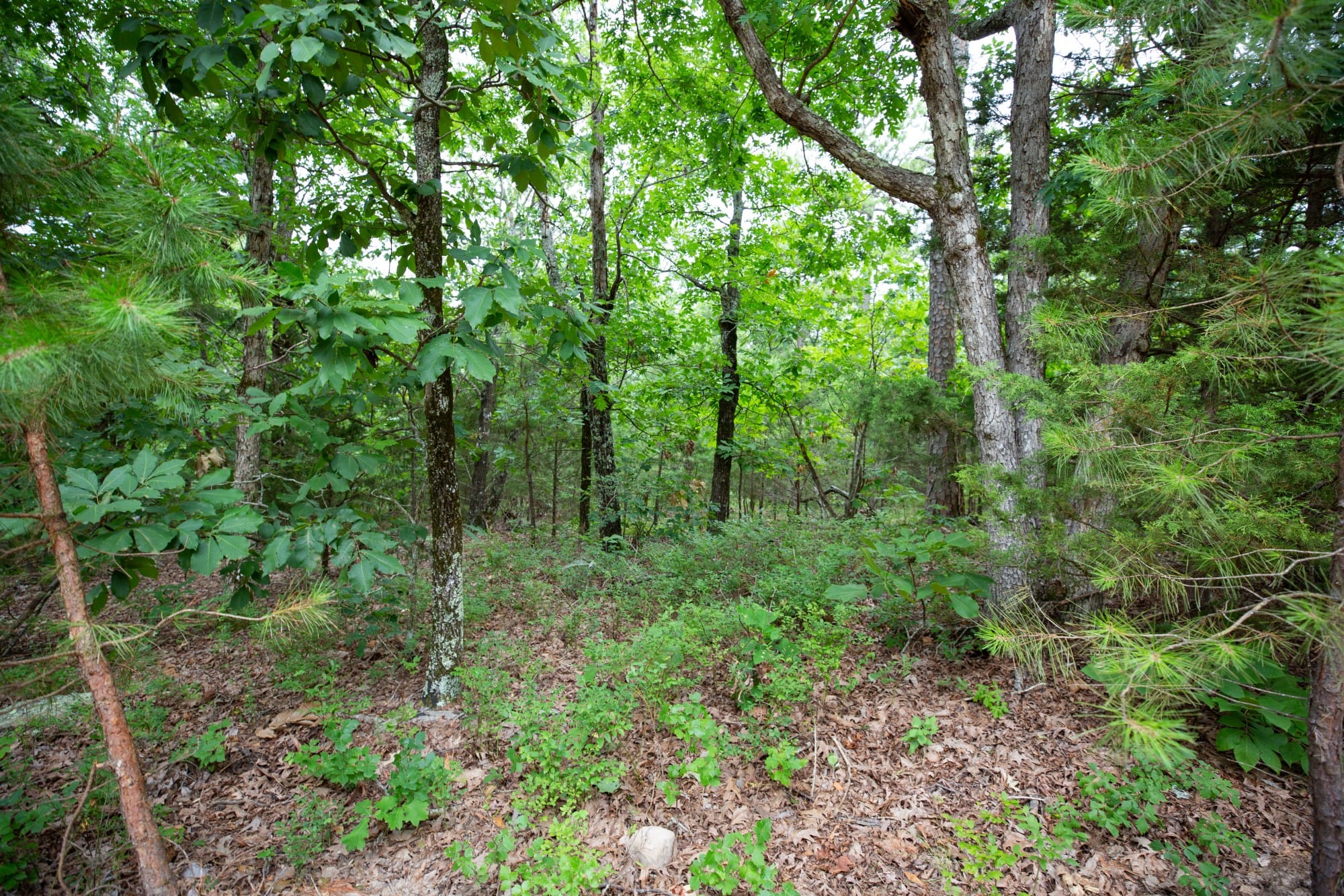 Eagle’s Nest Tract 84 photo 9