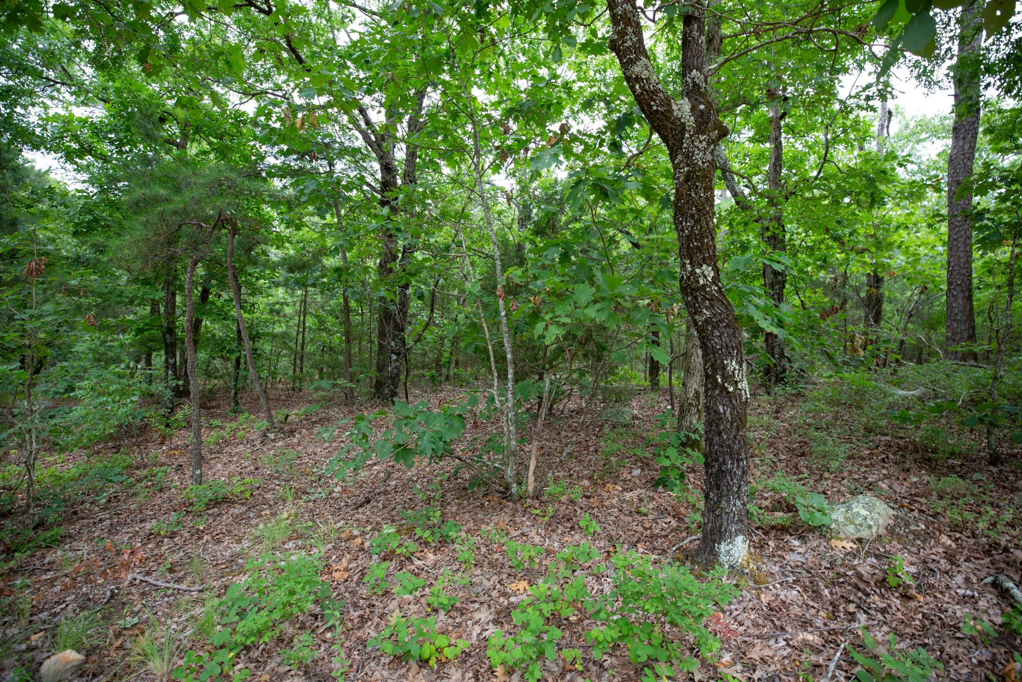 Eagle’s Nest Tract 84 photo 10