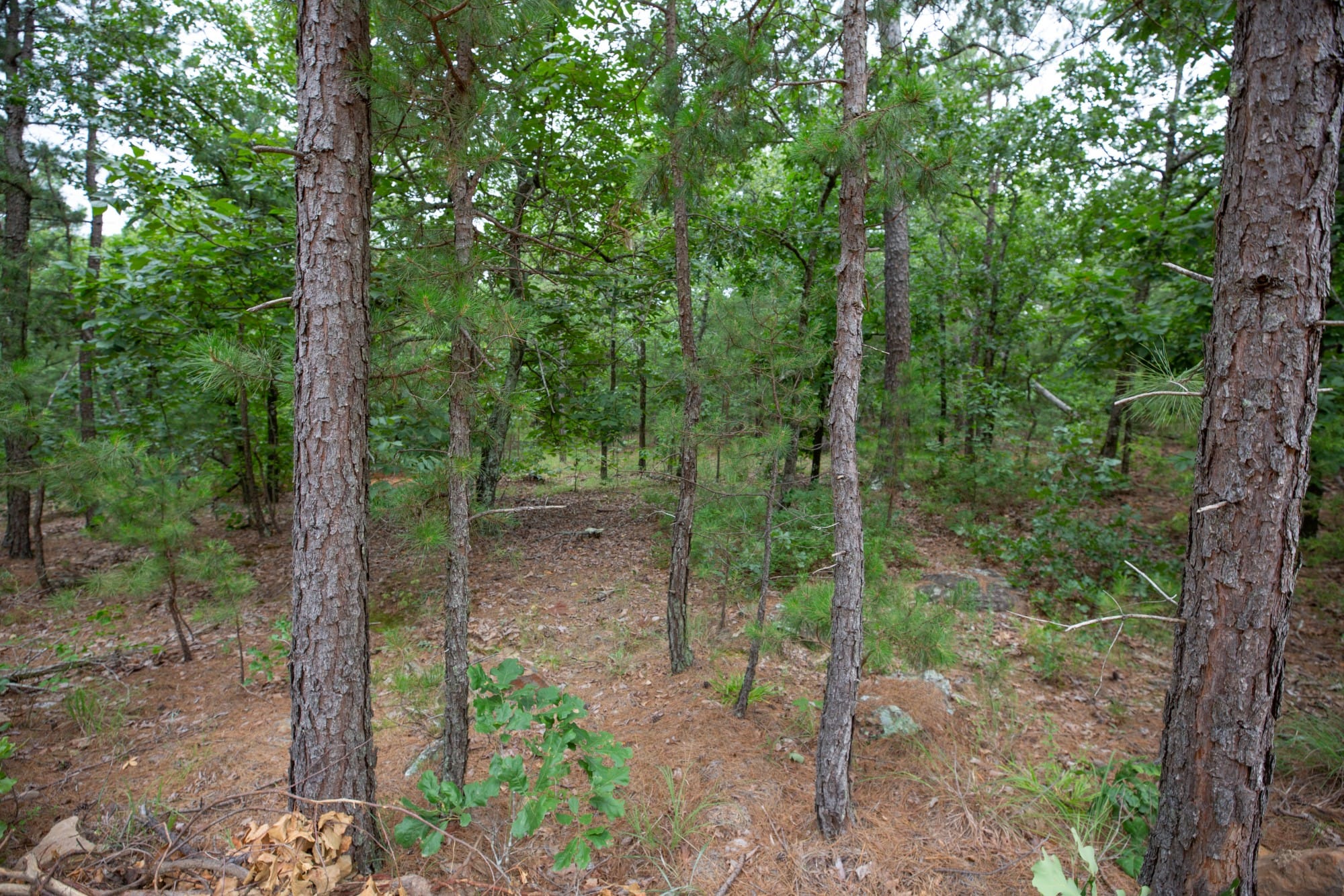 Eagle’s Nest Tract 84 photo 12
