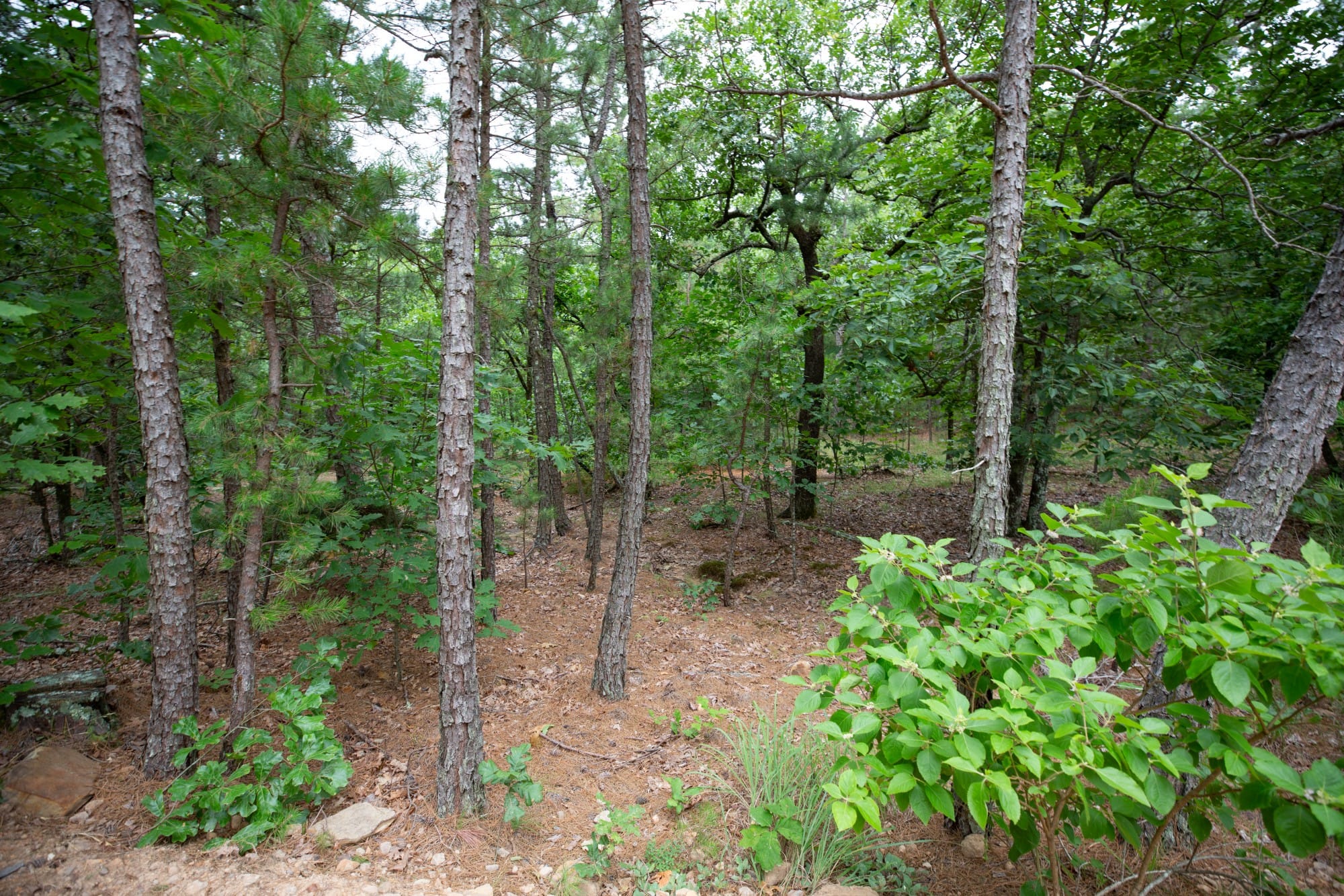 Eagle’s Nest Tract 84 photo 13
