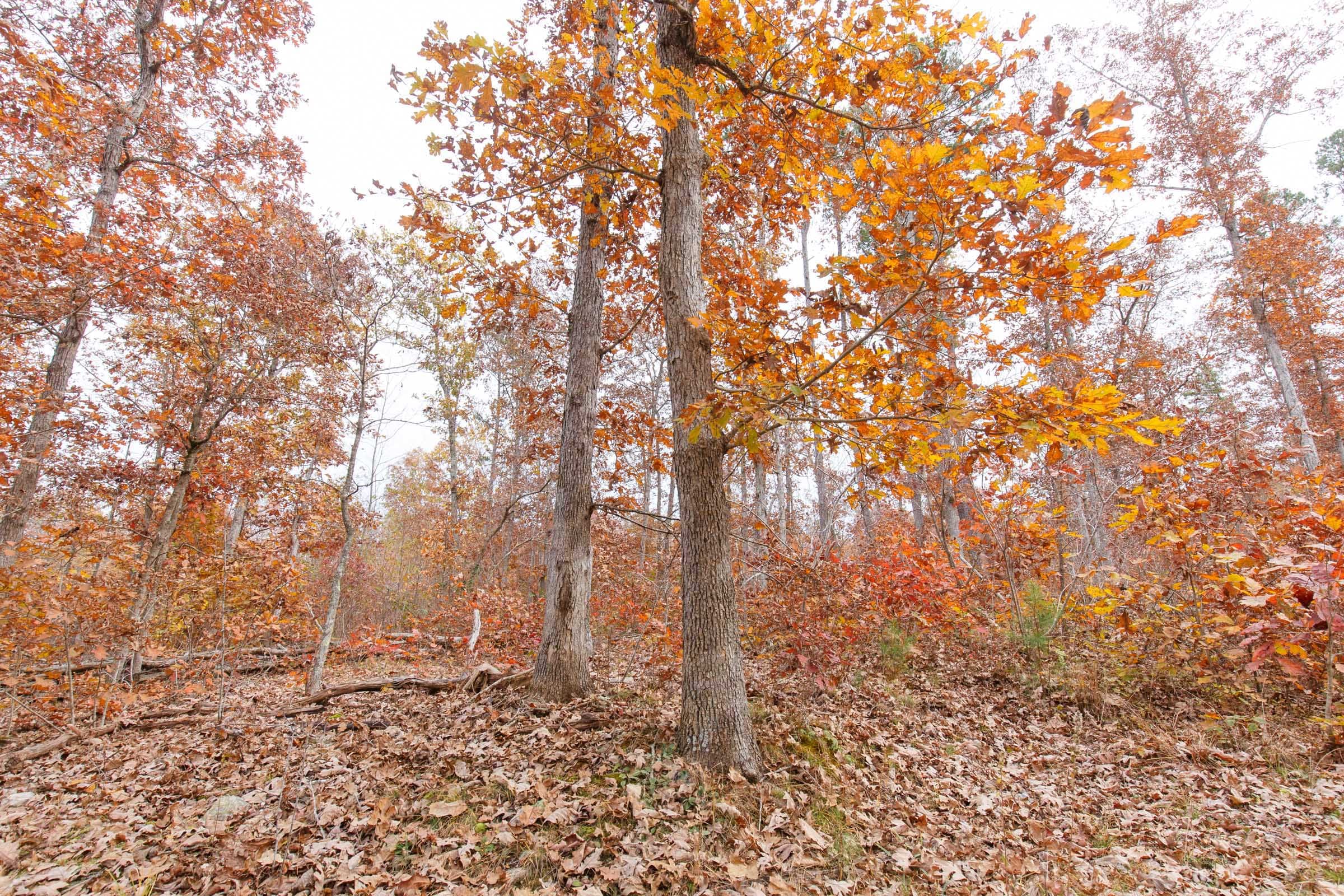 Hawkcrest Tract 3 photo 7